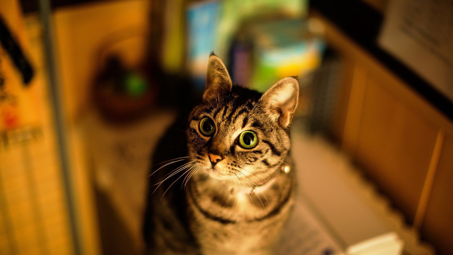 萌宠 动物 萌 可爱 宠物 古灵精怪 卖萌图 猫  喵星人