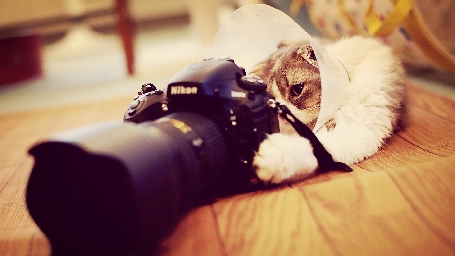 萌宠 动物 萌 可爱 宠物 古灵精怪 卖萌图 猫  喵星人