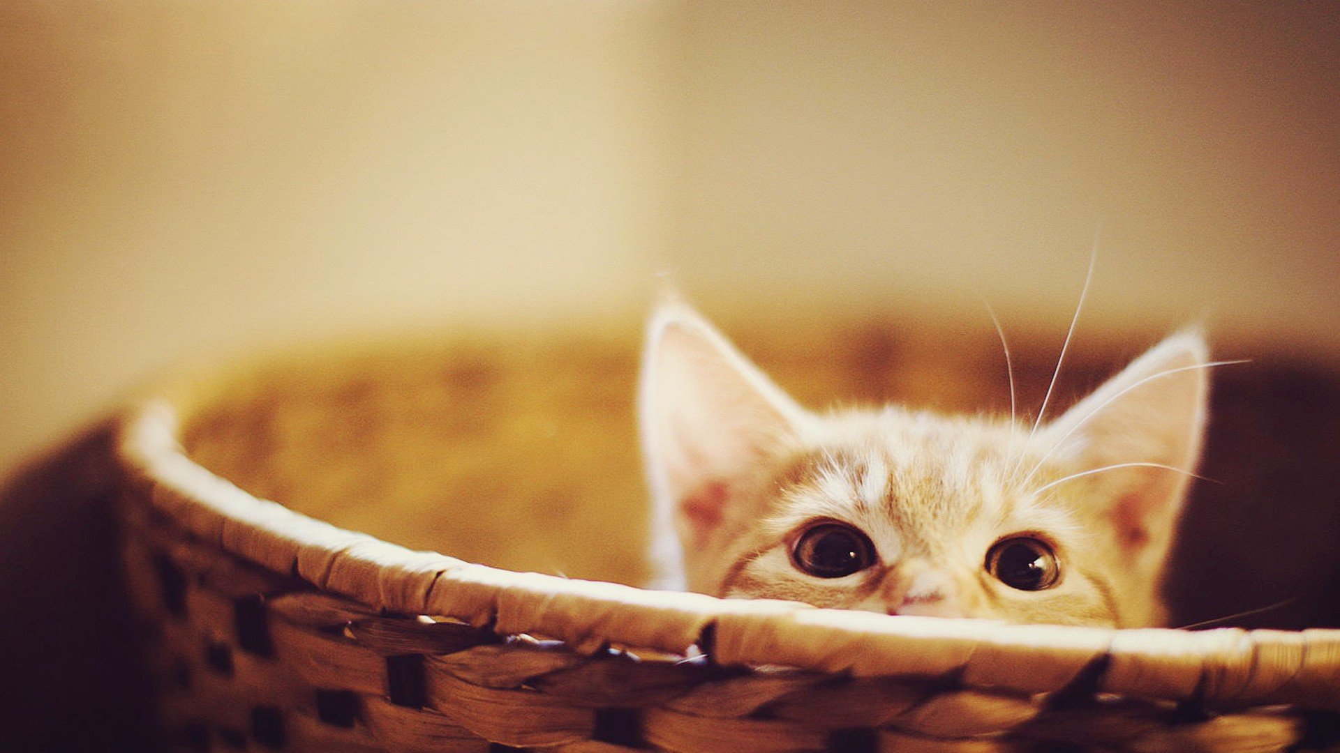 萌宠 动物 萌 可爱 宠物 古灵精怪 卖萌图 猫  喵星人