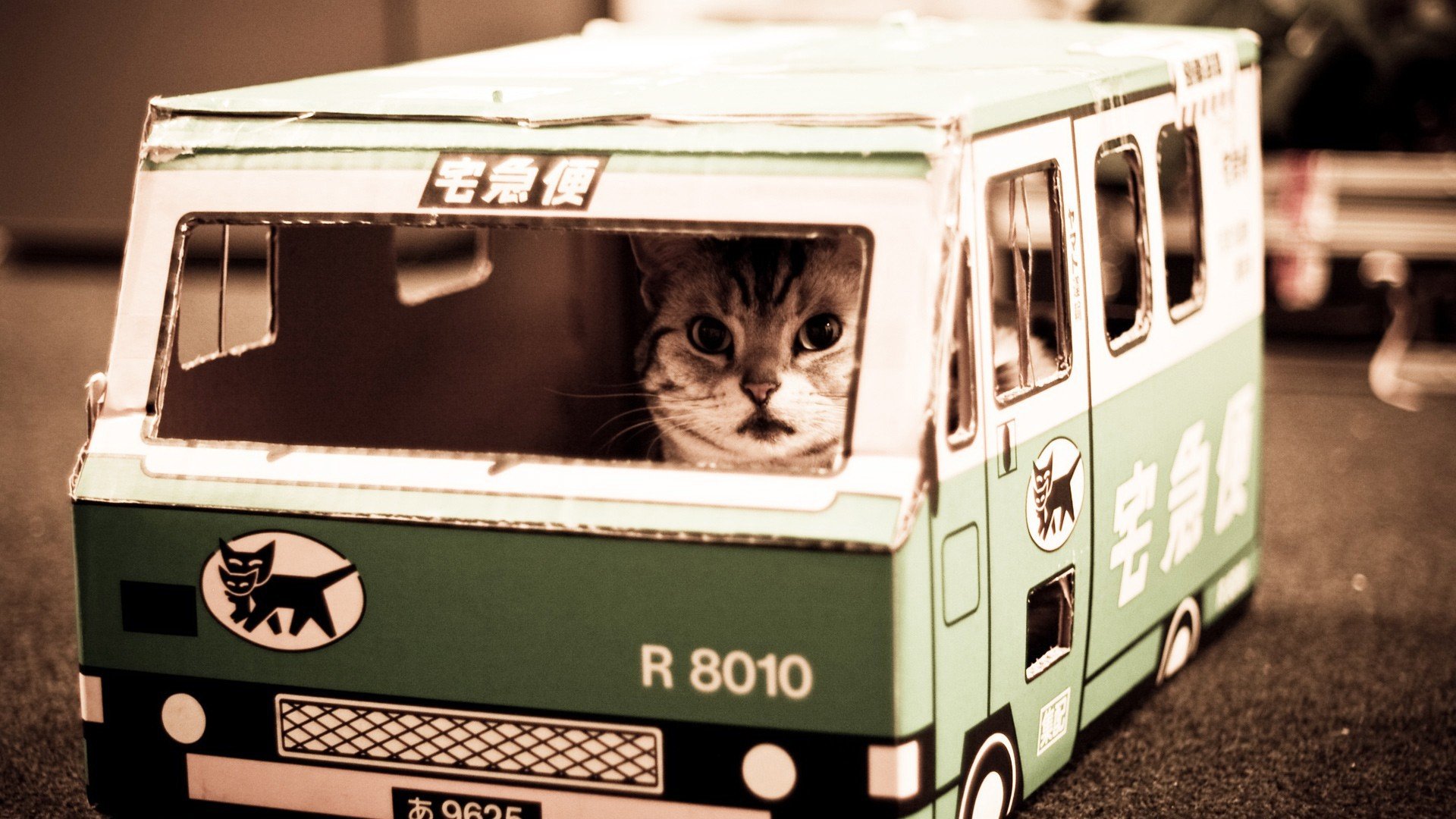 萌宠 动物 萌 可爱 宠物 古灵精怪 卖萌图 猫  喵星人