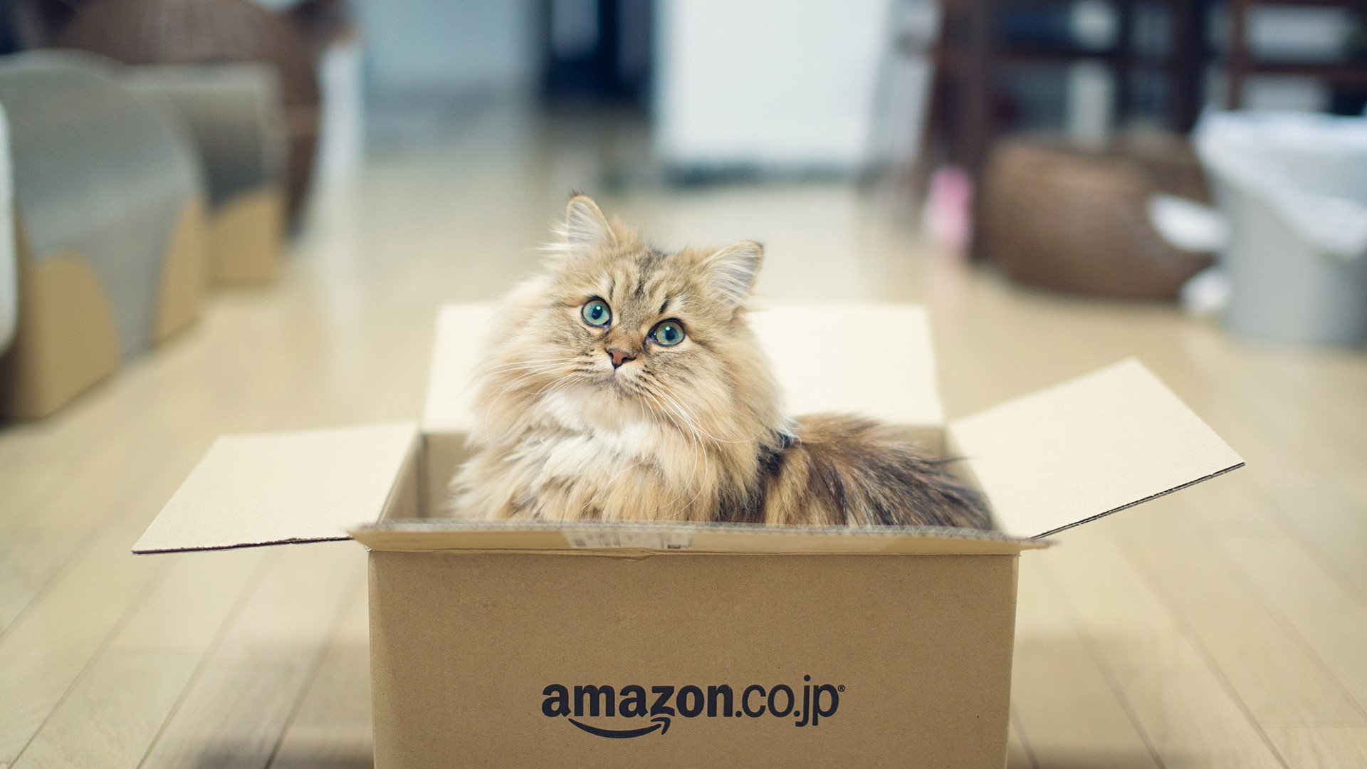 萌宠 动物 萌 可爱 宠物 古灵精怪 卖萌图 猫  喵星人