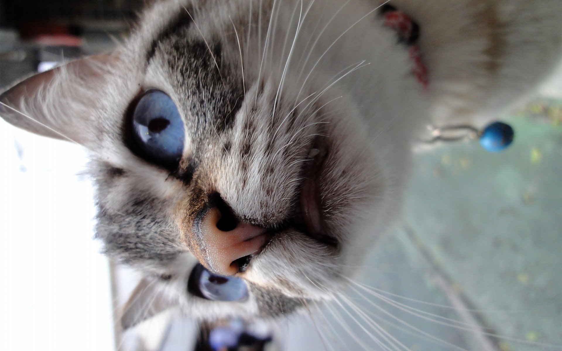 萌宠 动物 萌 可爱 宠物 古灵精怪 卖萌图 猫  喵星人