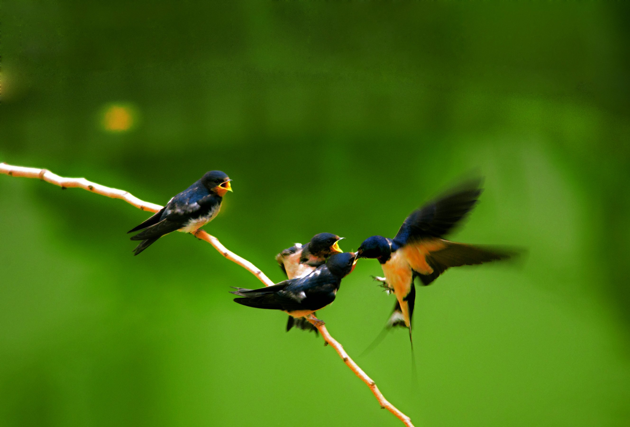 动物 野生动物 大自然 鸟