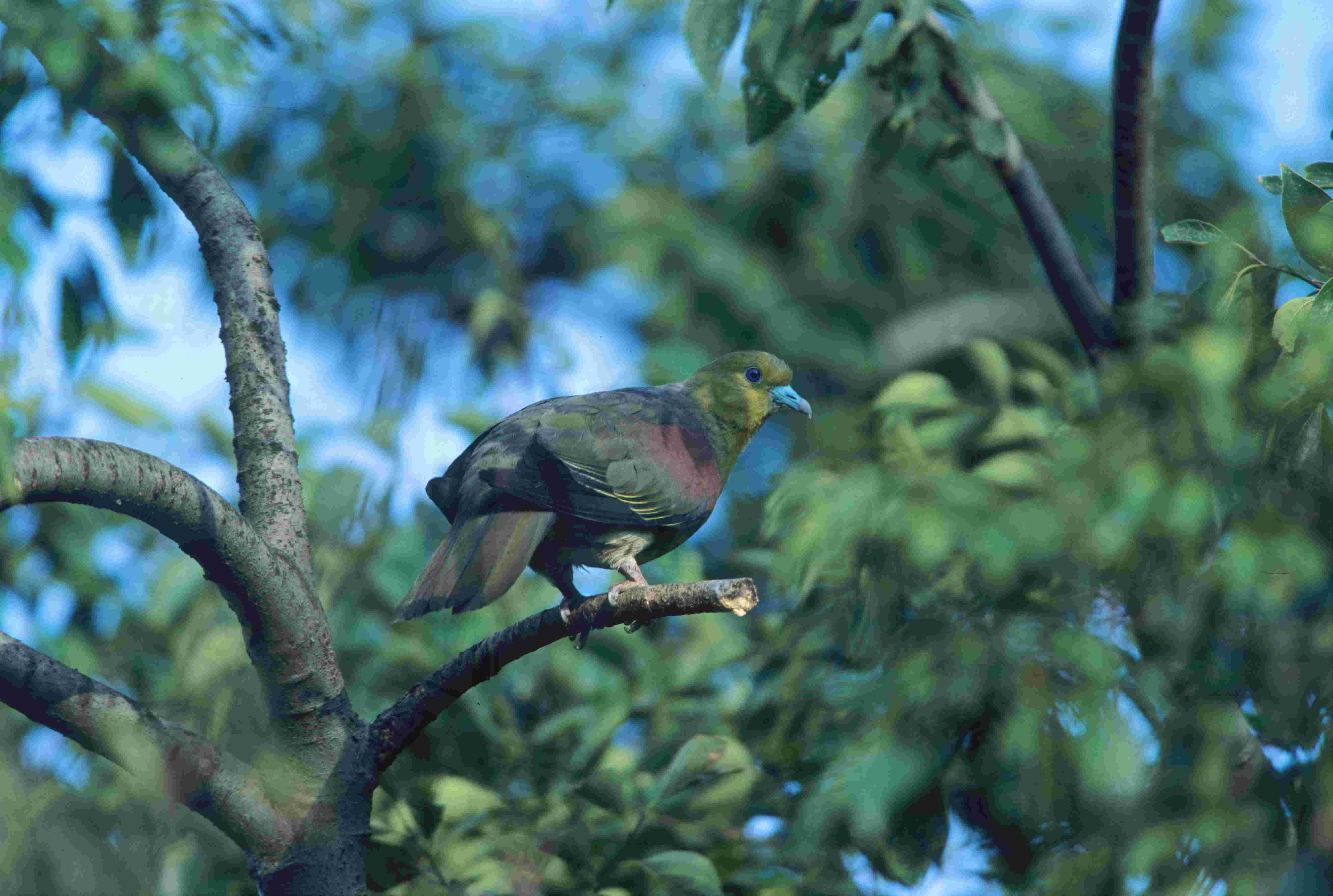动物 野生动物 大自然 鸟