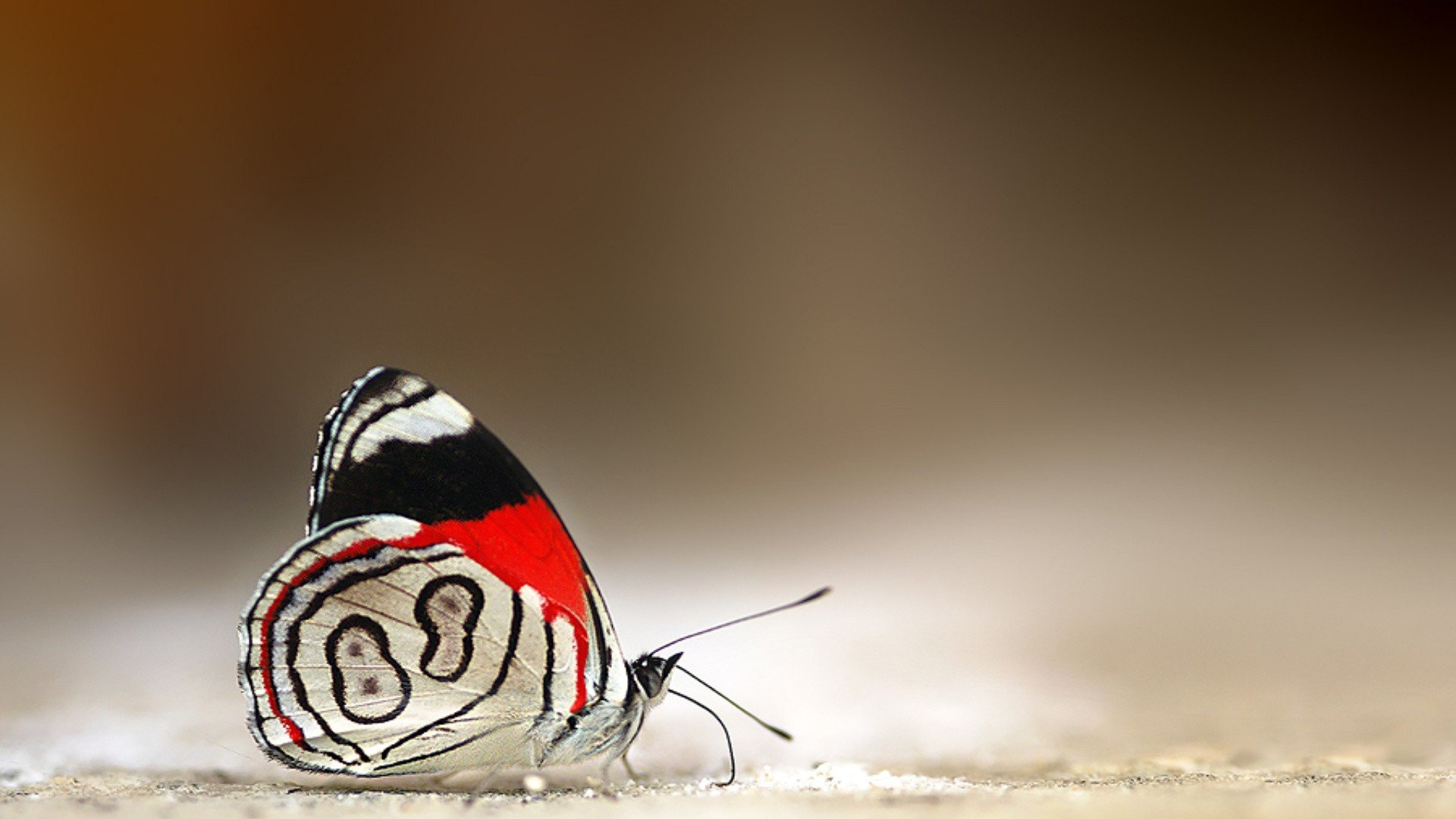 动物 野生动物 大自然 蝴蝶