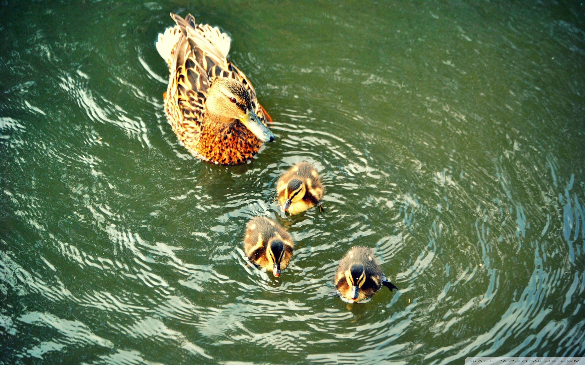 动物 野生动物 大自然 鸭子 戏水
