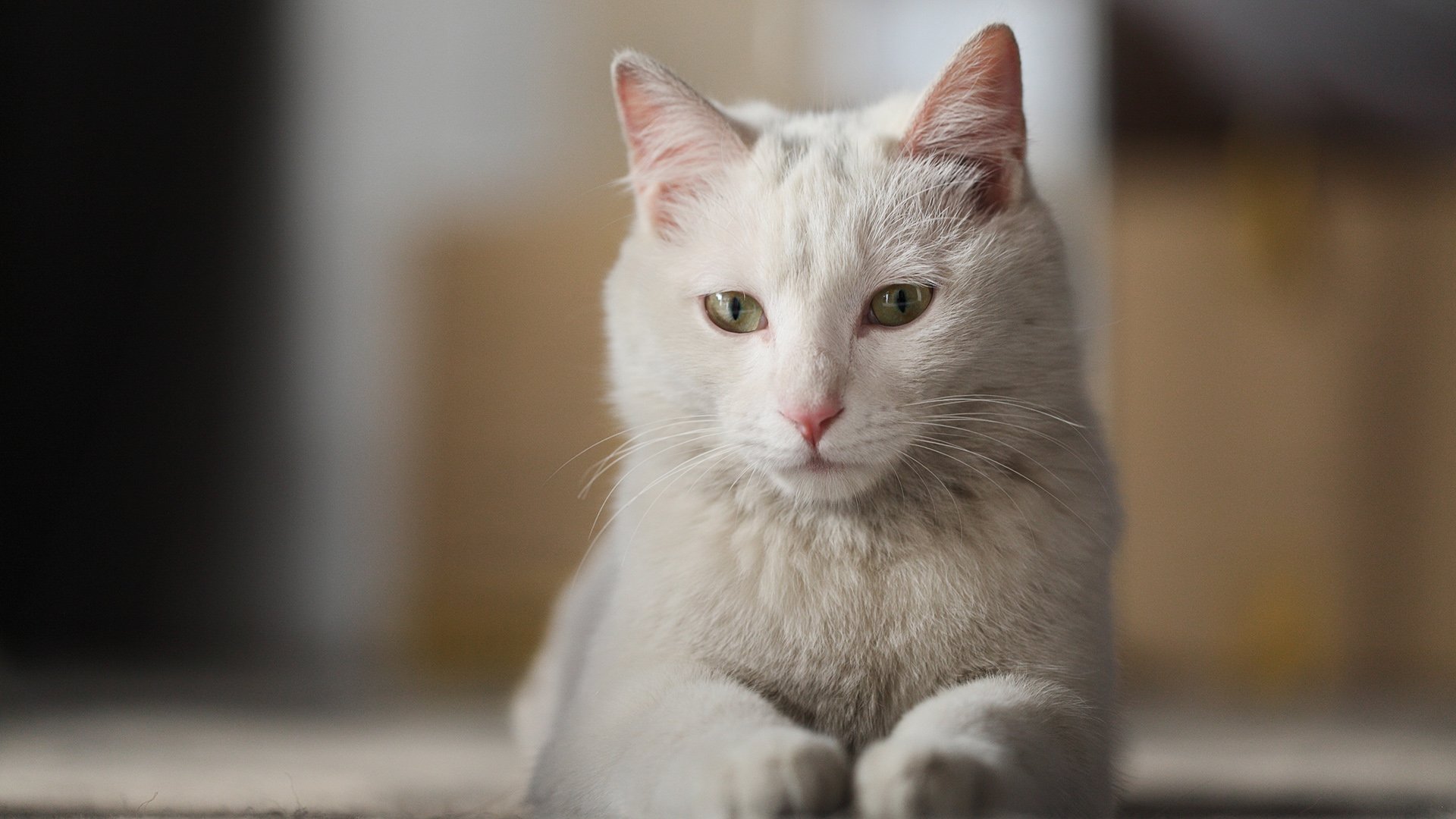 摄影 黄华 猫咪 喵星人