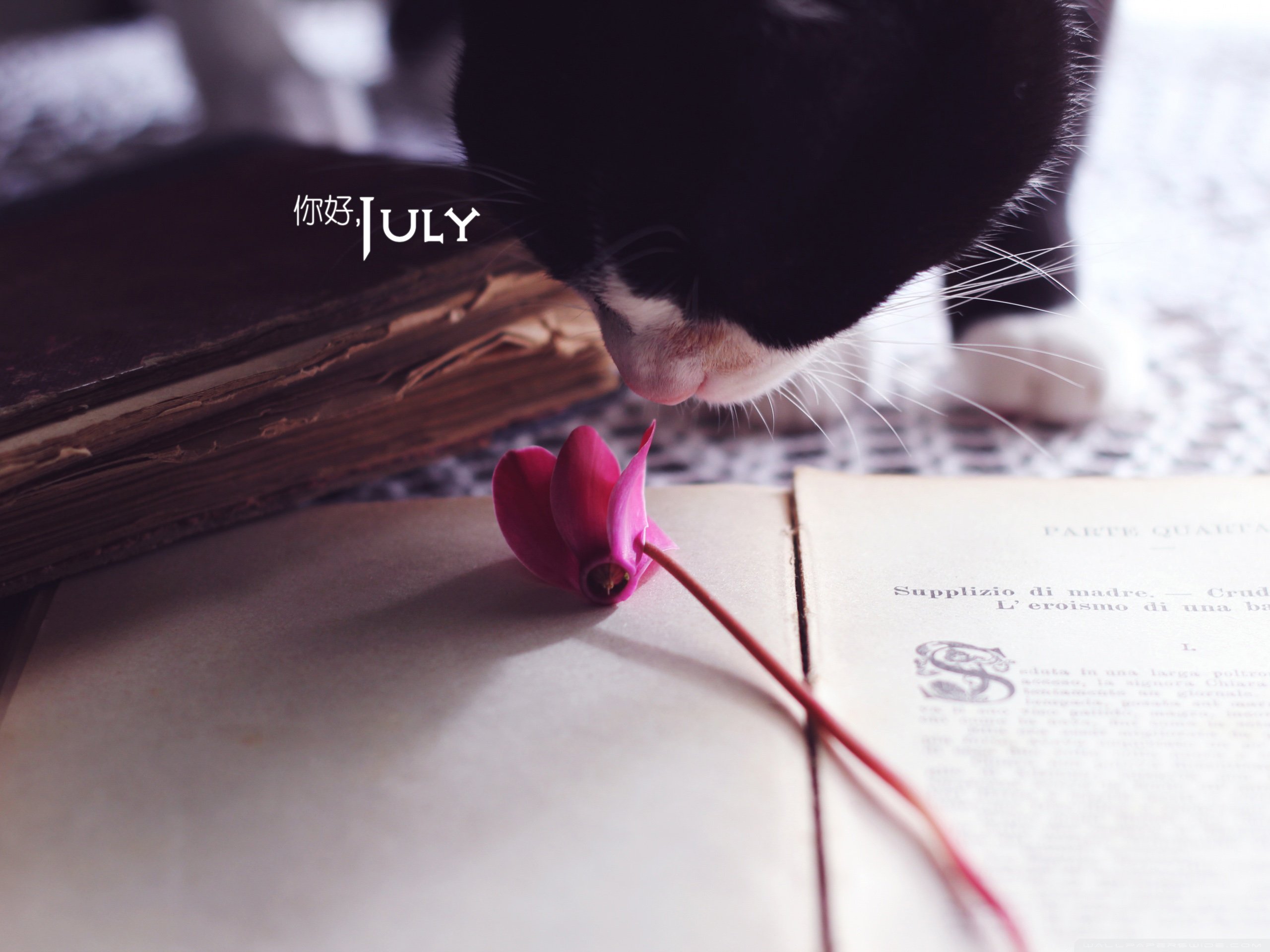 小清新 温暖 安静 七月 你好