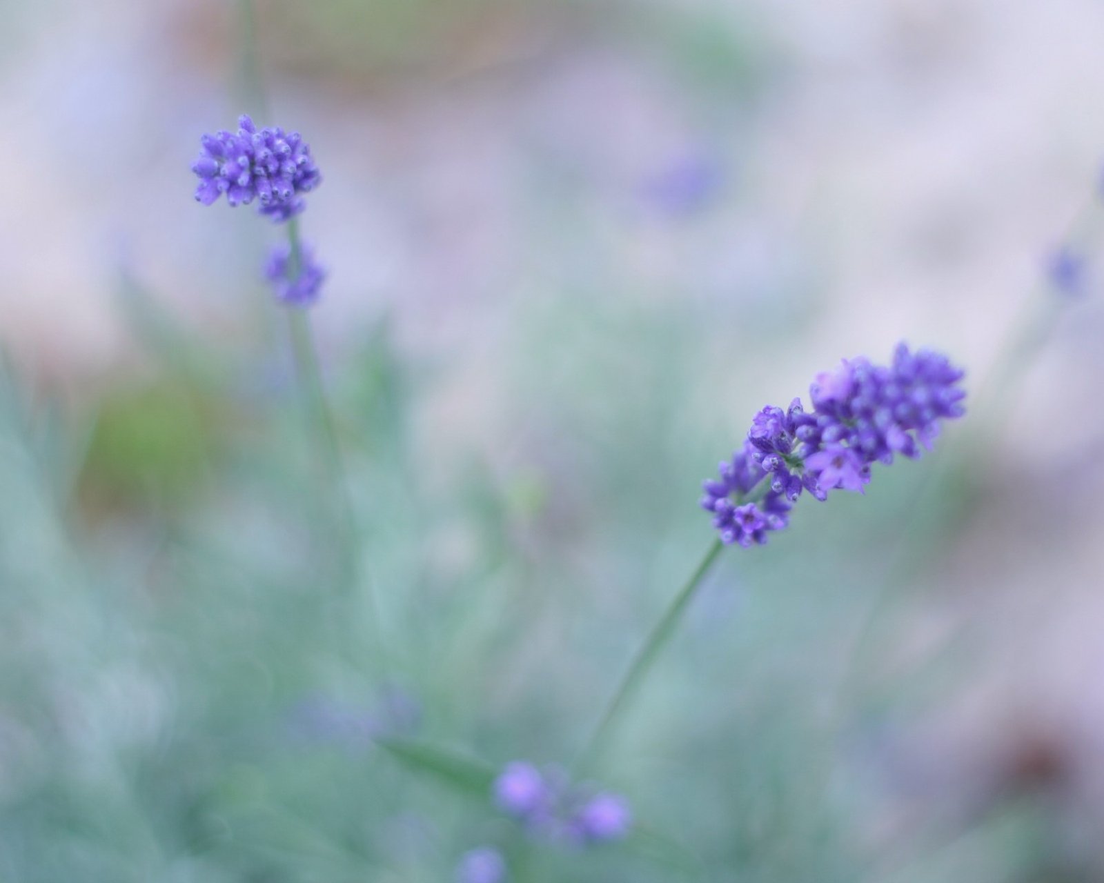 小清新 唯美 薰衣草 风景 植物 等待爱情 紫色