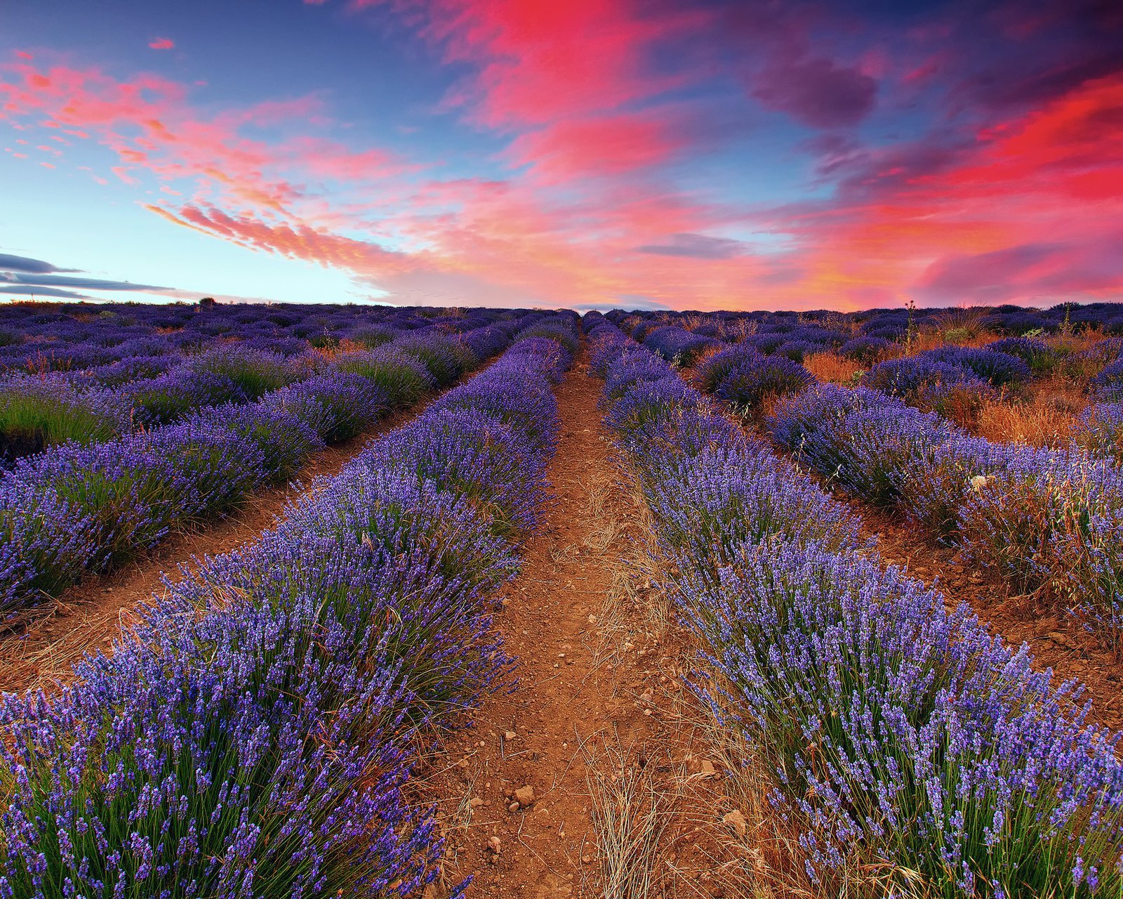 小清新 唯美 薰衣草 风景 植物 等待爱情 紫色