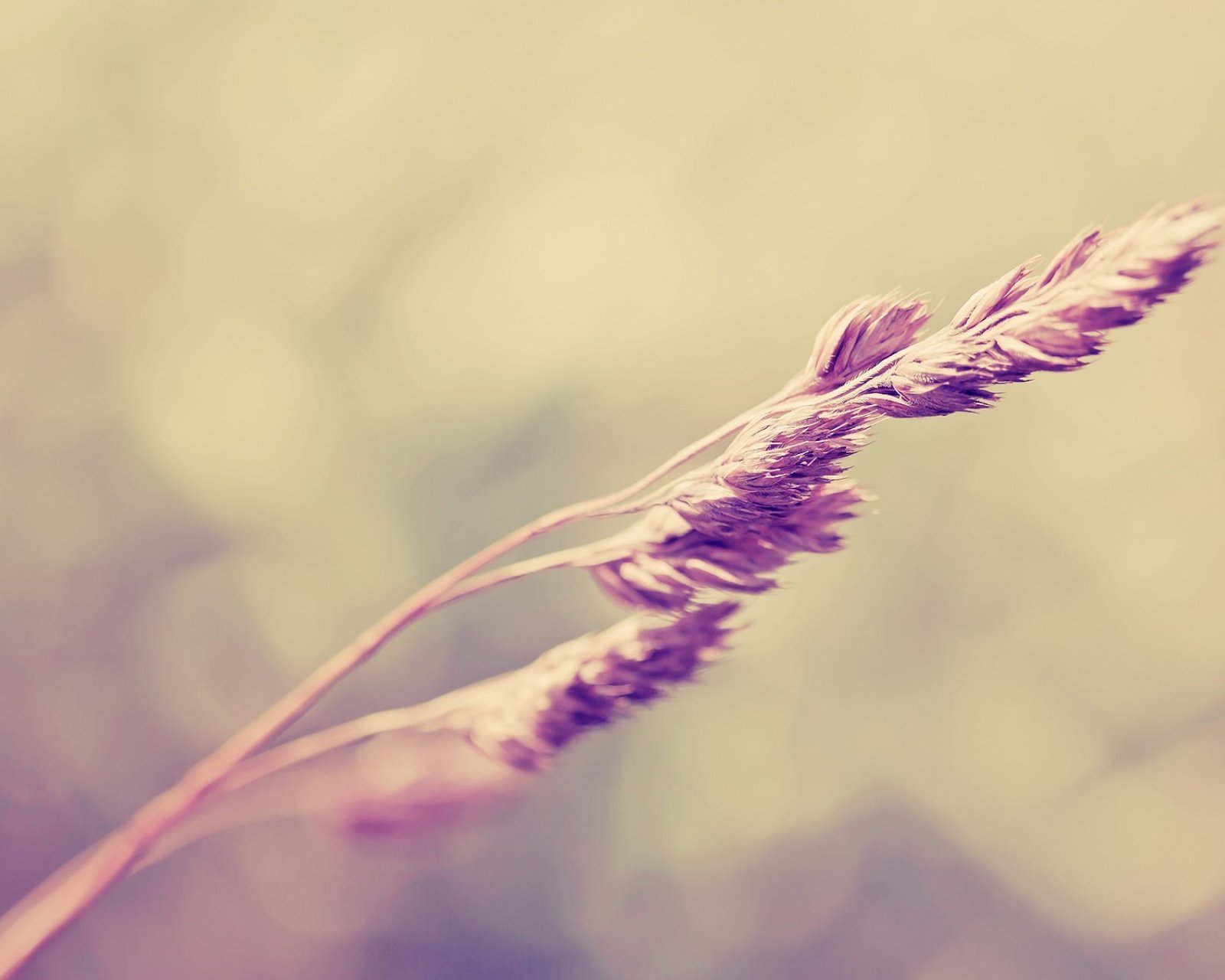 小清新 唯美 薰衣草 风景 植物 等待爱情 紫色