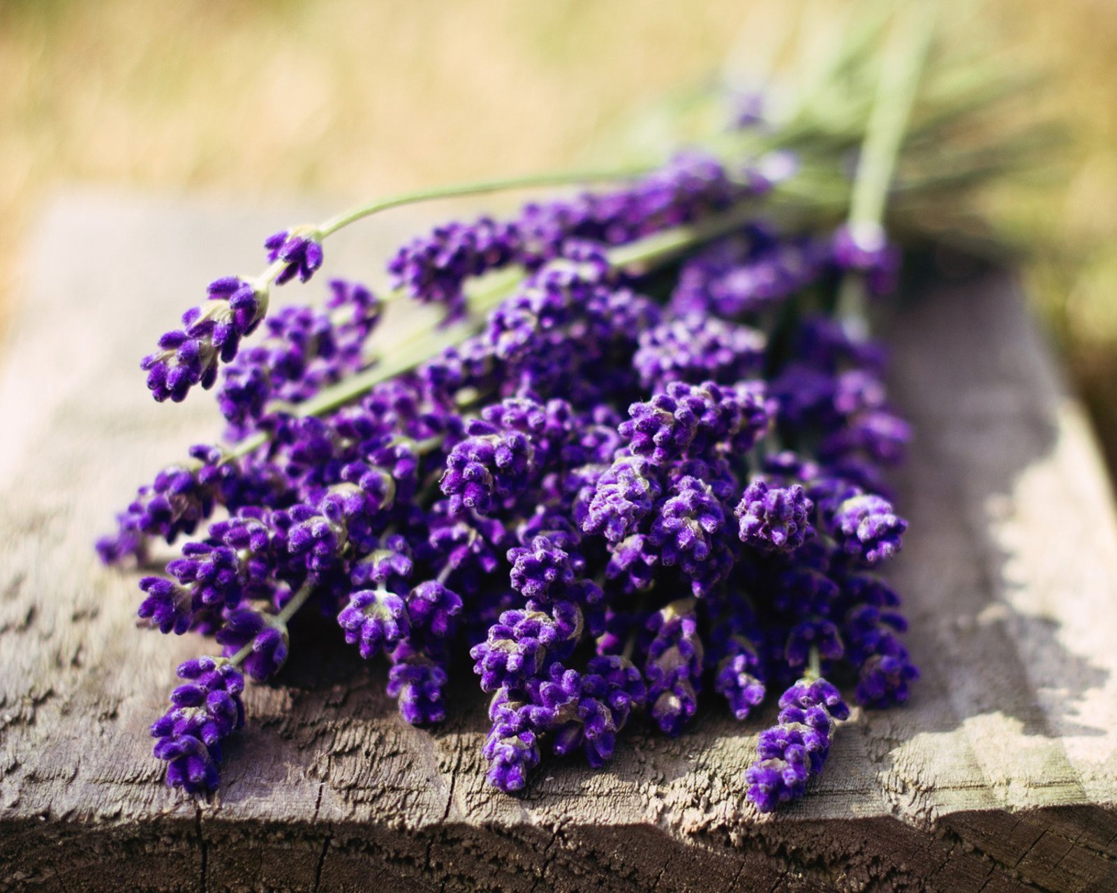 小清新 唯美 薰衣草 风景 植物 等待爱情 紫色