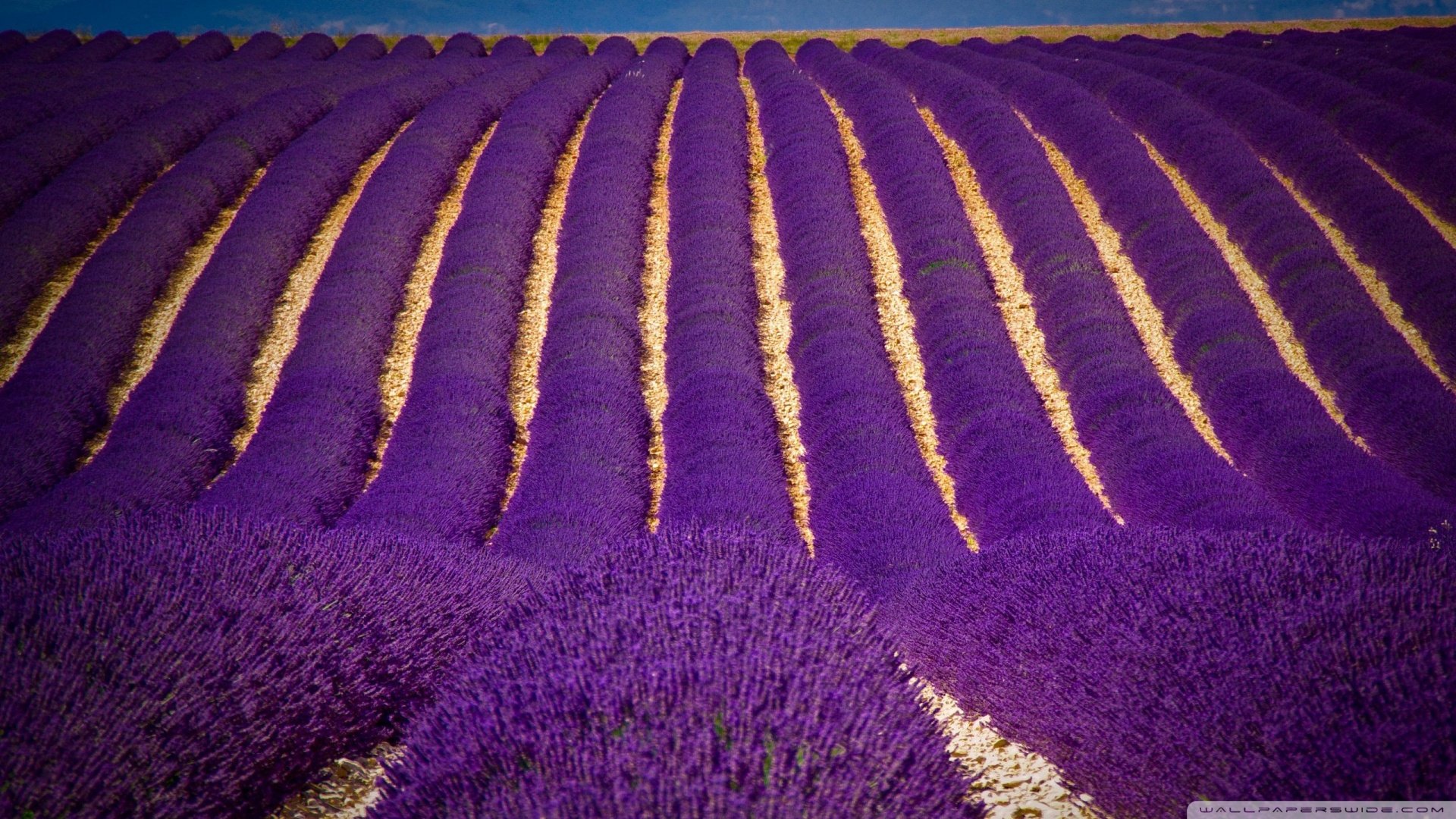 小清新 唯美 薰衣草 风景 植物 等待爱情 紫色