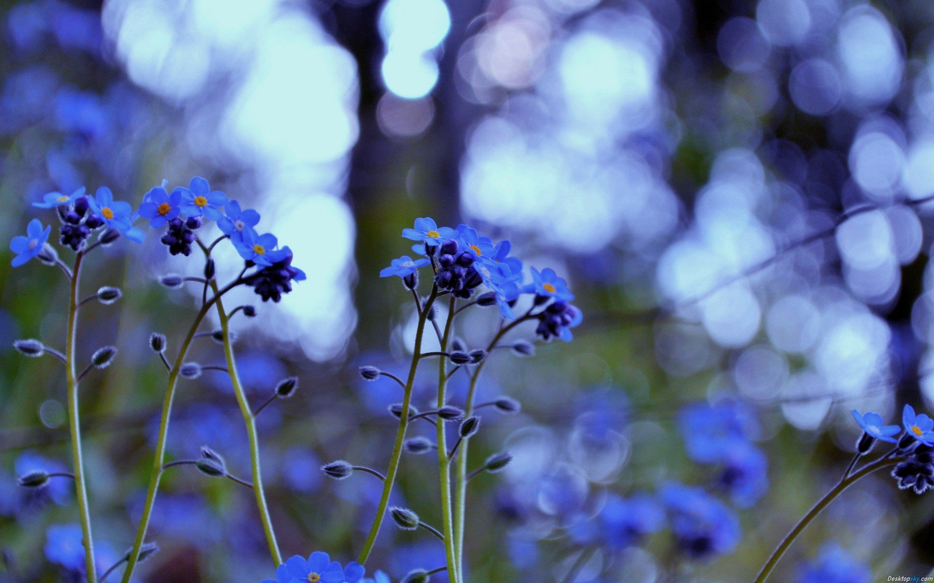 小清新 唯美 小花 勿忘我