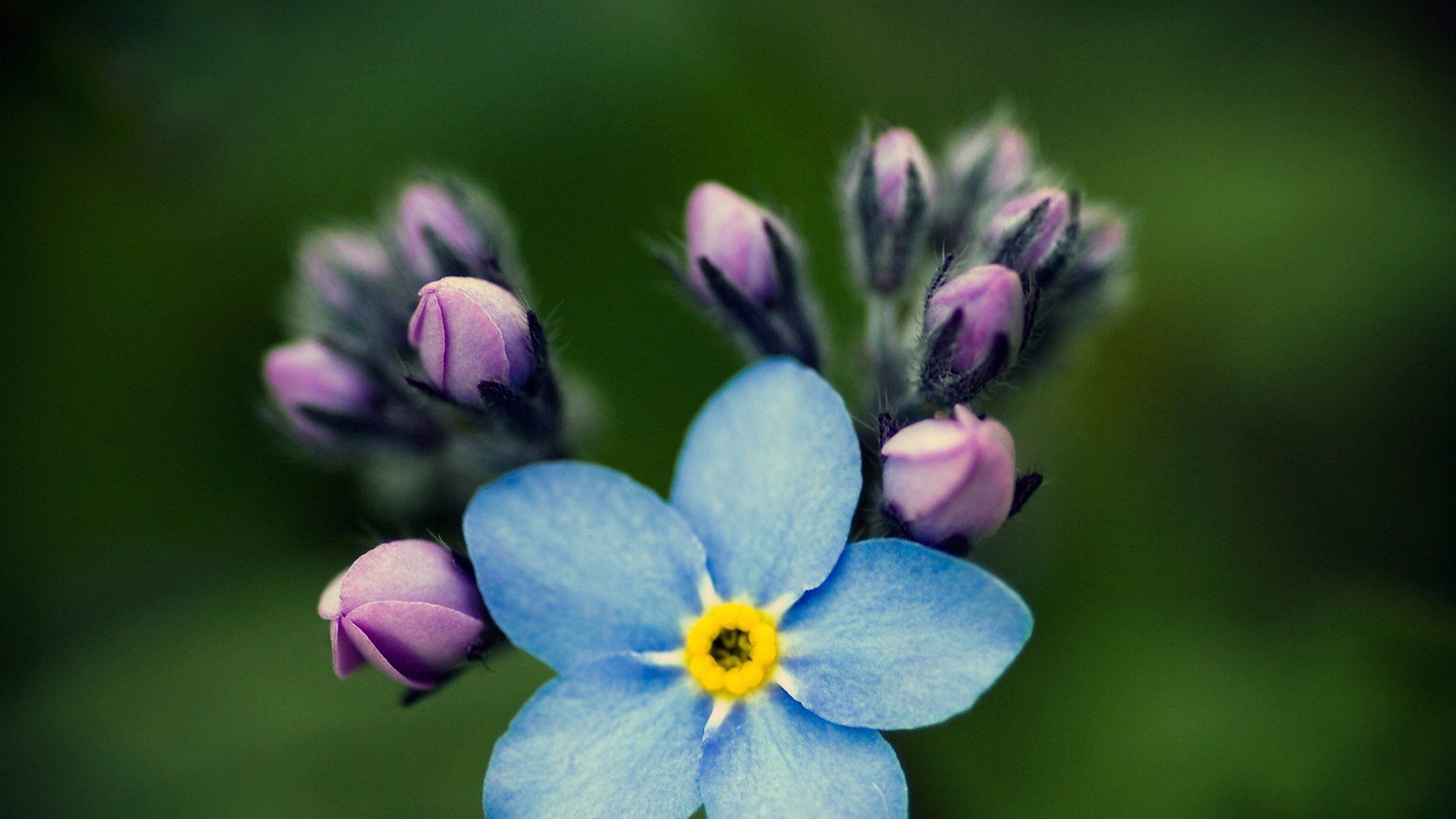 小清新 唯美 小花 勿忘我