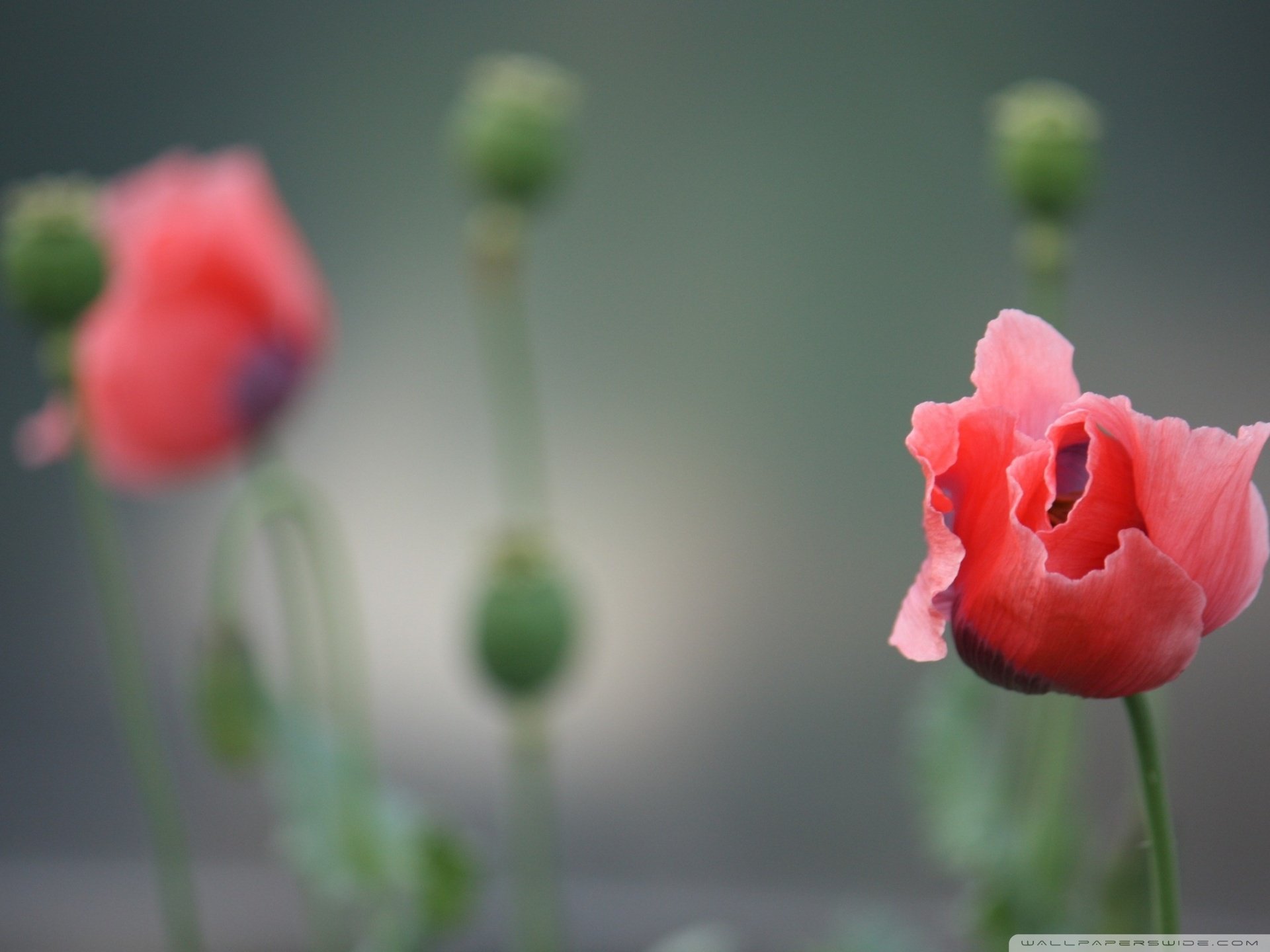 小清新 唯美 虞美人 罂粟