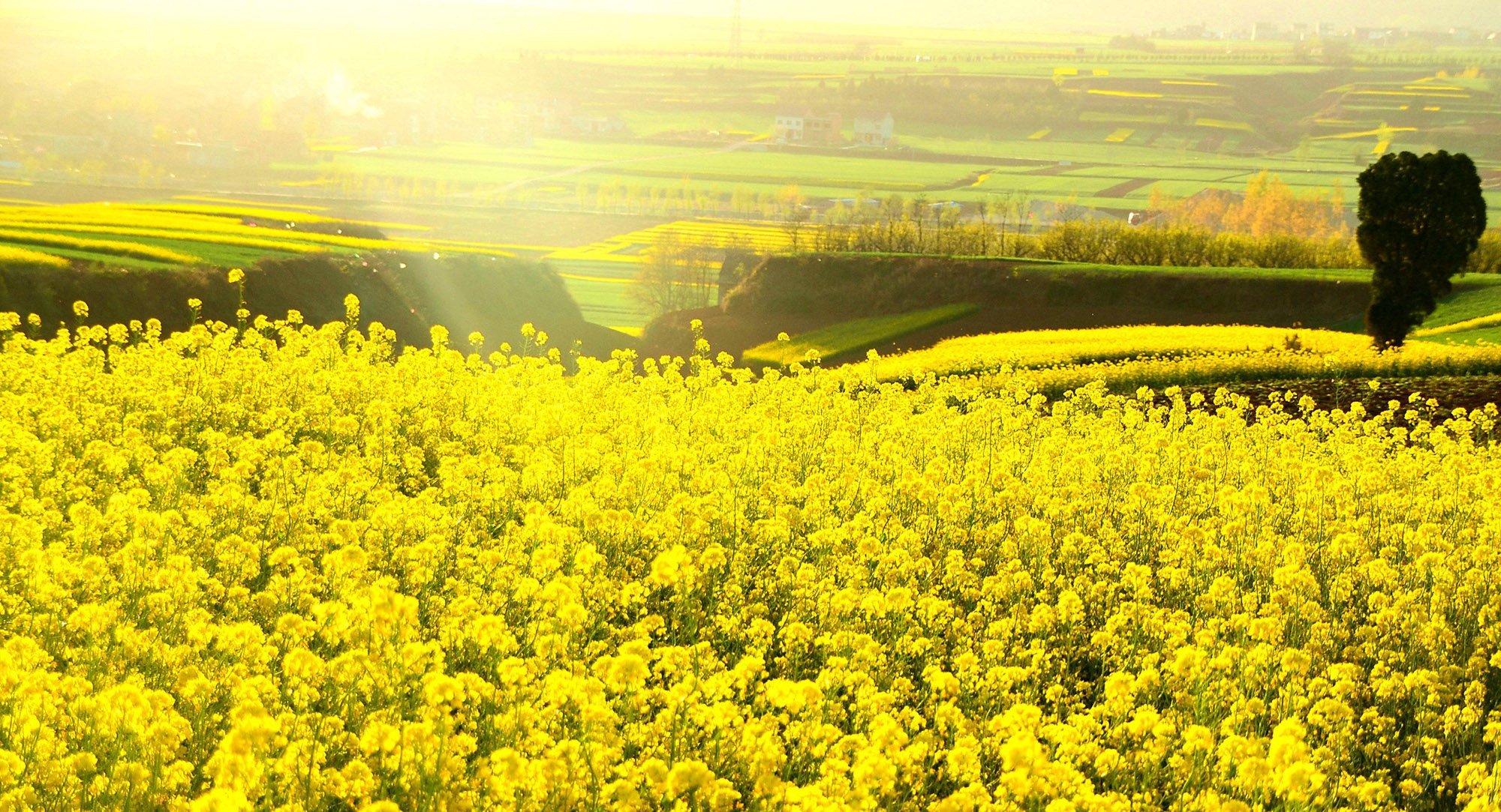小清新 唯美 温馨 安静 花