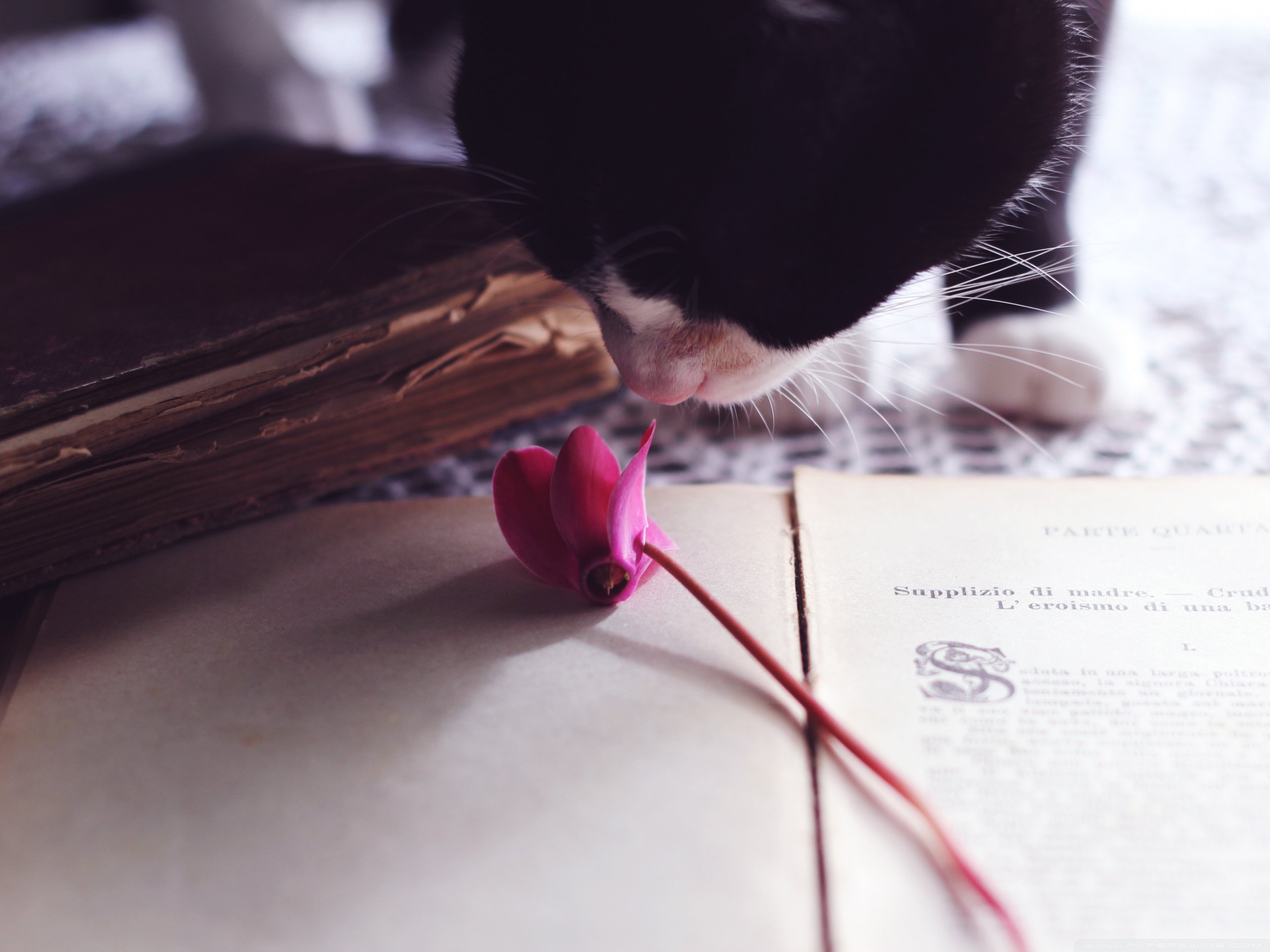 小清新 唯美 温馨 安静 猫咪 喵星人