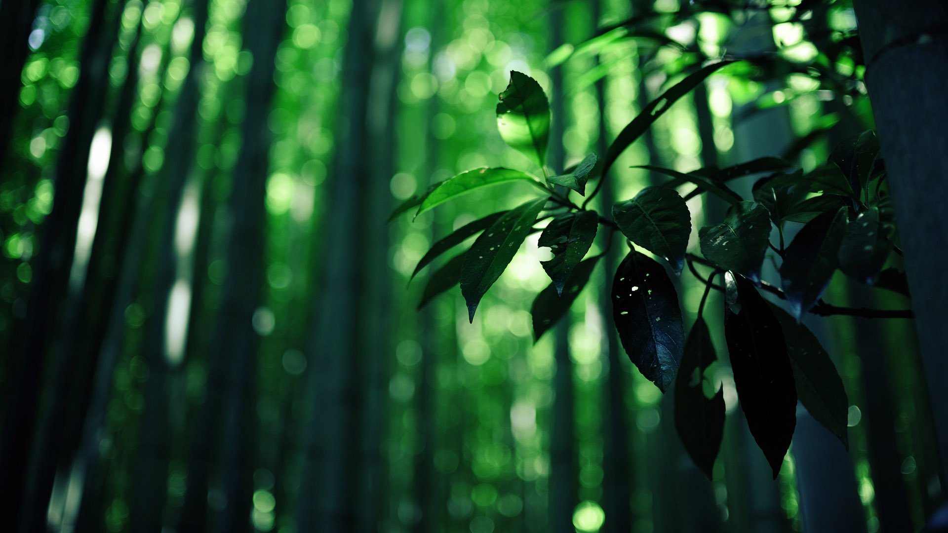 小清新 唯美 温馨 安静 绿色养眼 植物