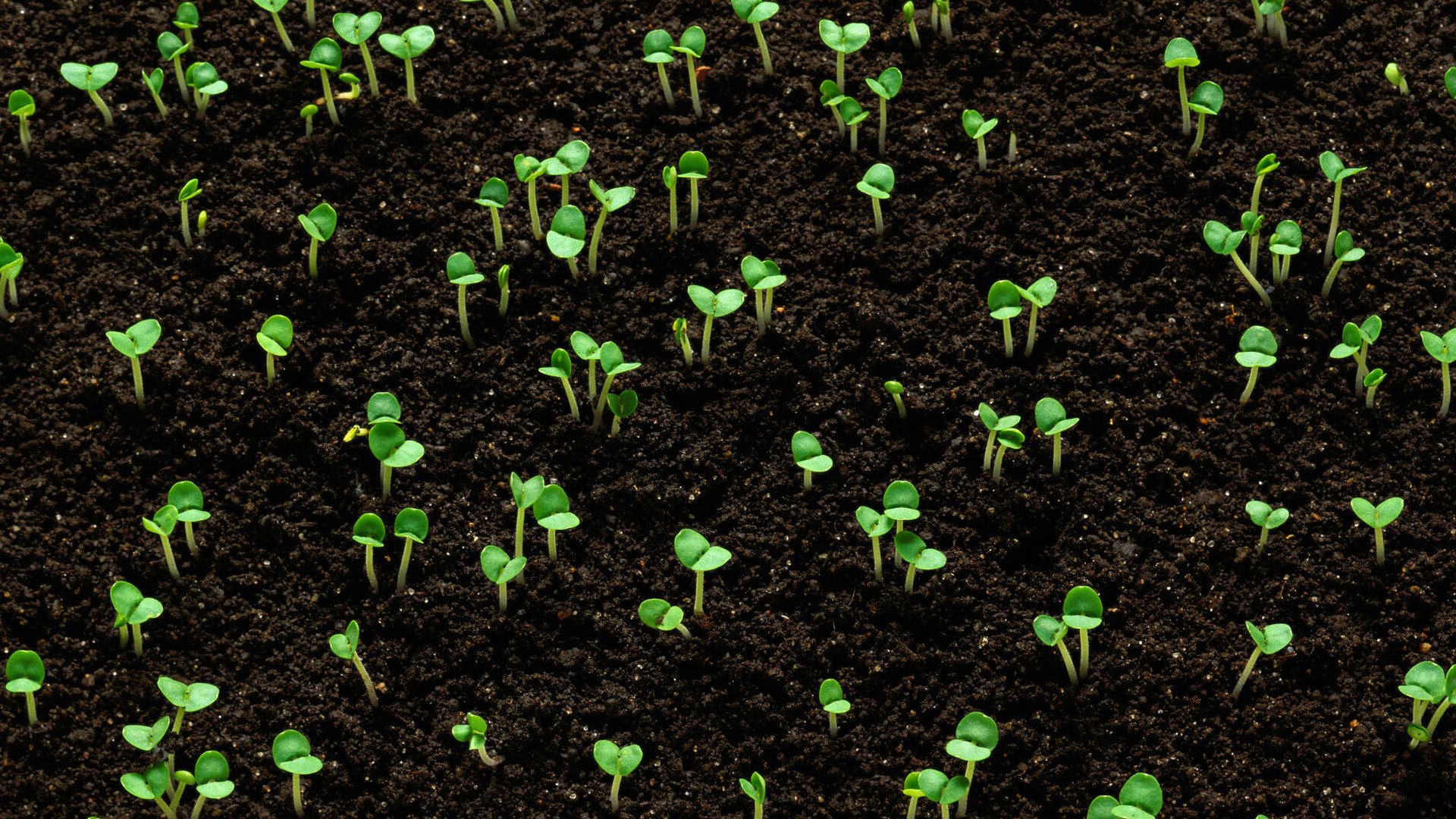 小清新 唯美 温馨 安静 绿色养眼 植物