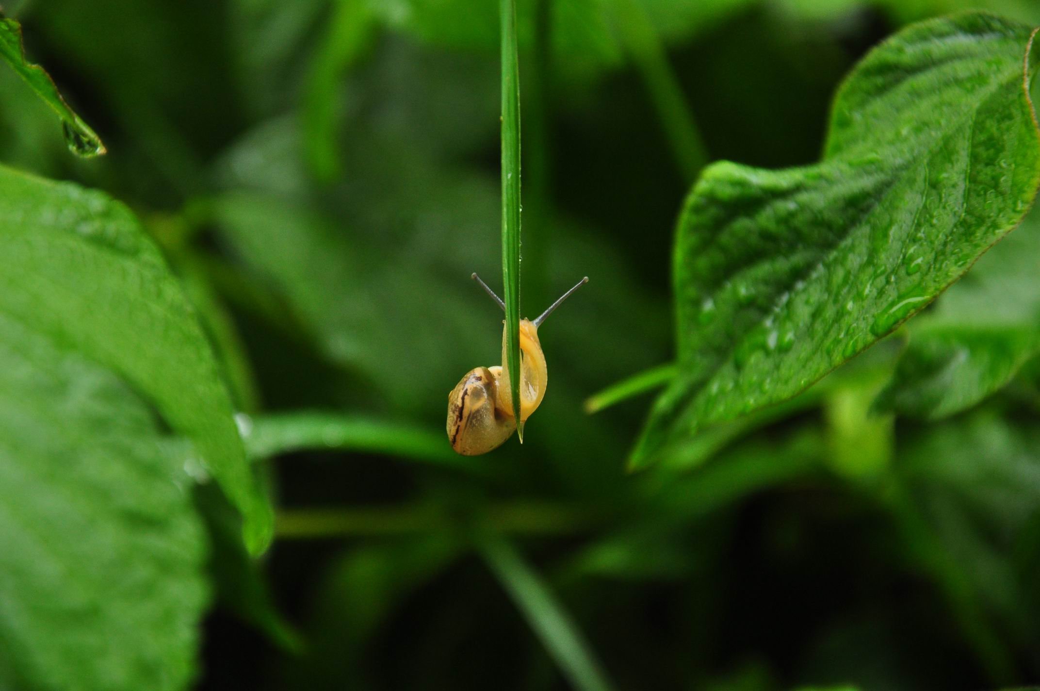 小清新 唯美 温馨 安静 绿色养眼 植物