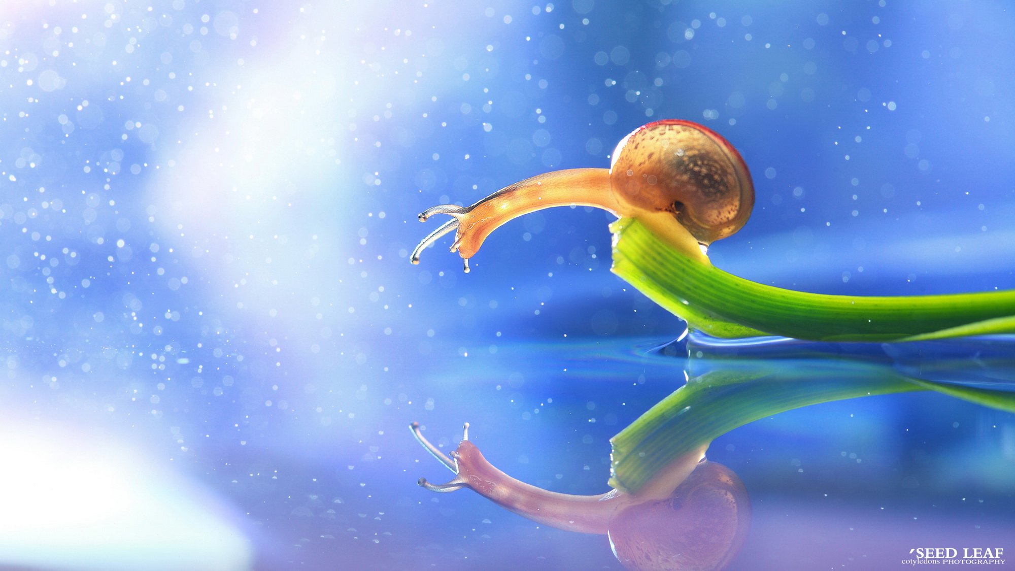 Seed leaf摄影-蜗牛梦幻記 @SeedLeaf