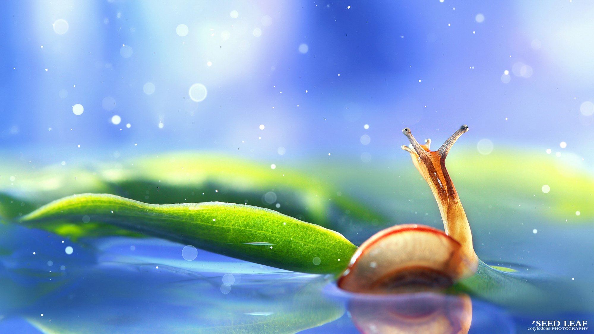 Seed leaf摄影-蜗牛梦幻記 @SeedLeaf
