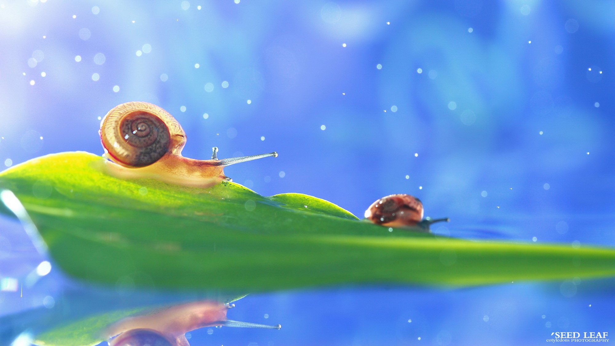 Seed leaf摄影-蜗牛梦幻記 @SeedLeaf