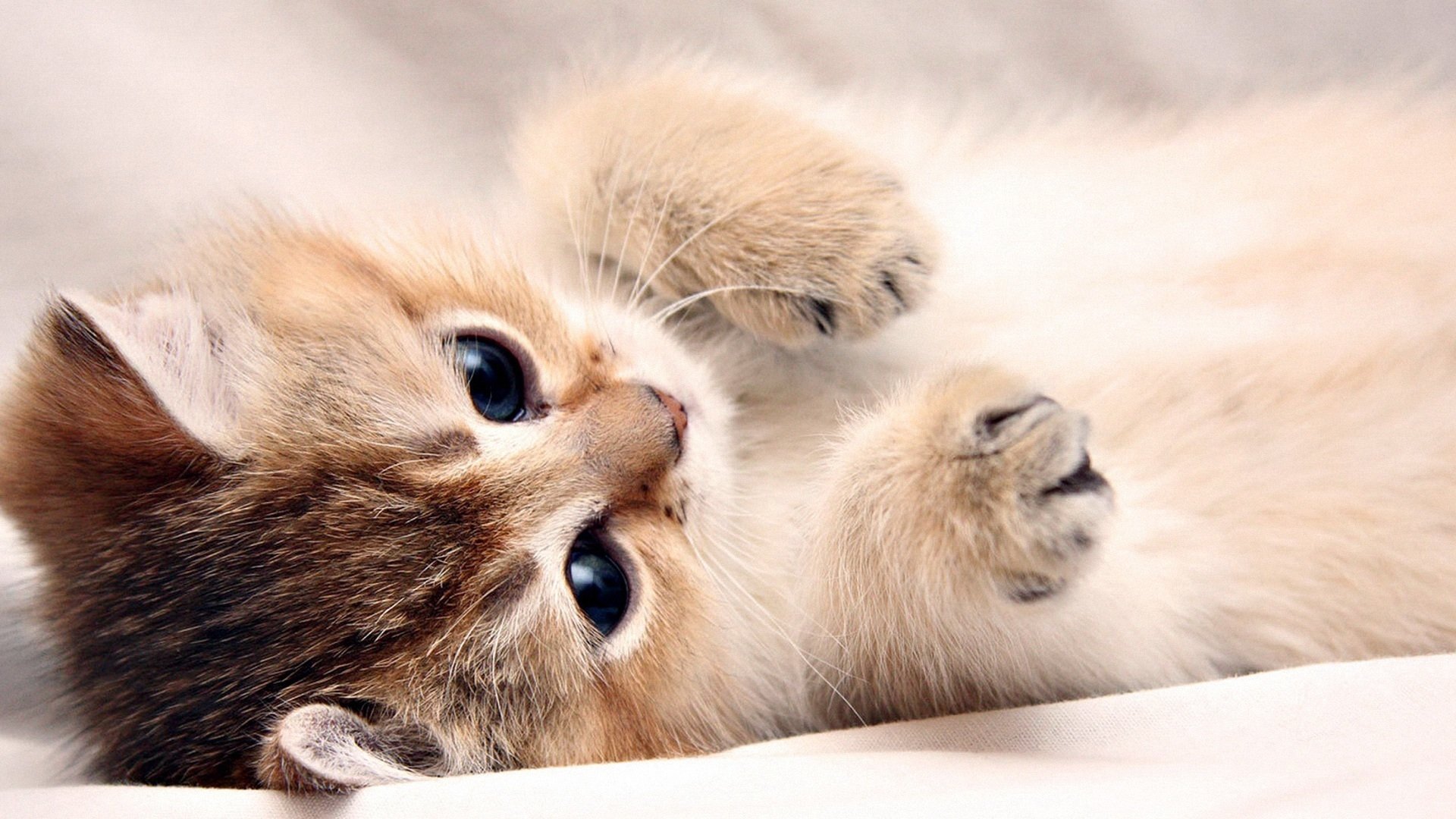 动物  萌宠 喵星人 猫咪 猫爪