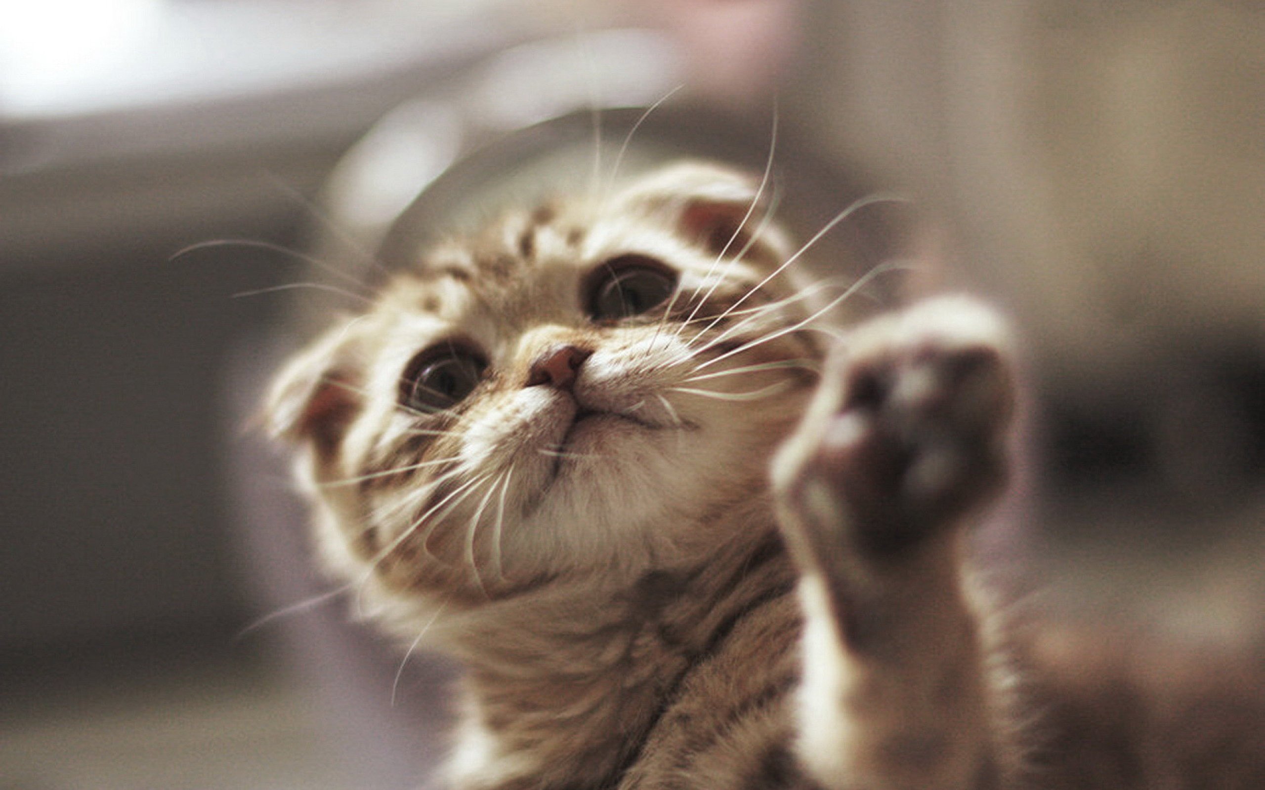 动物  萌宠 喵星人 猫咪 猫爪