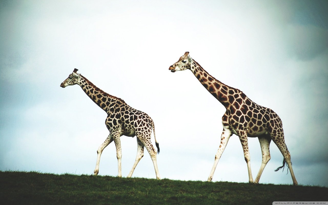 动物 野生动物 长颈鹿