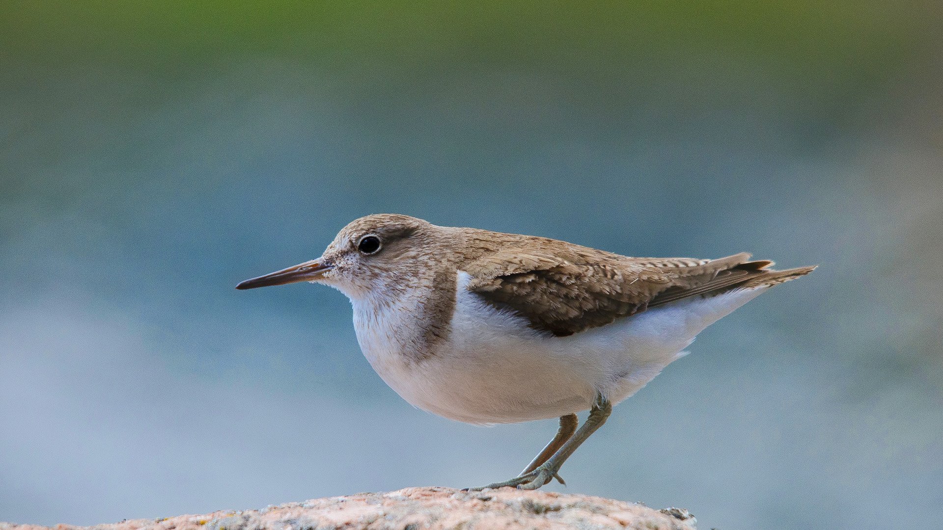 动物 野生动物 鸟儿