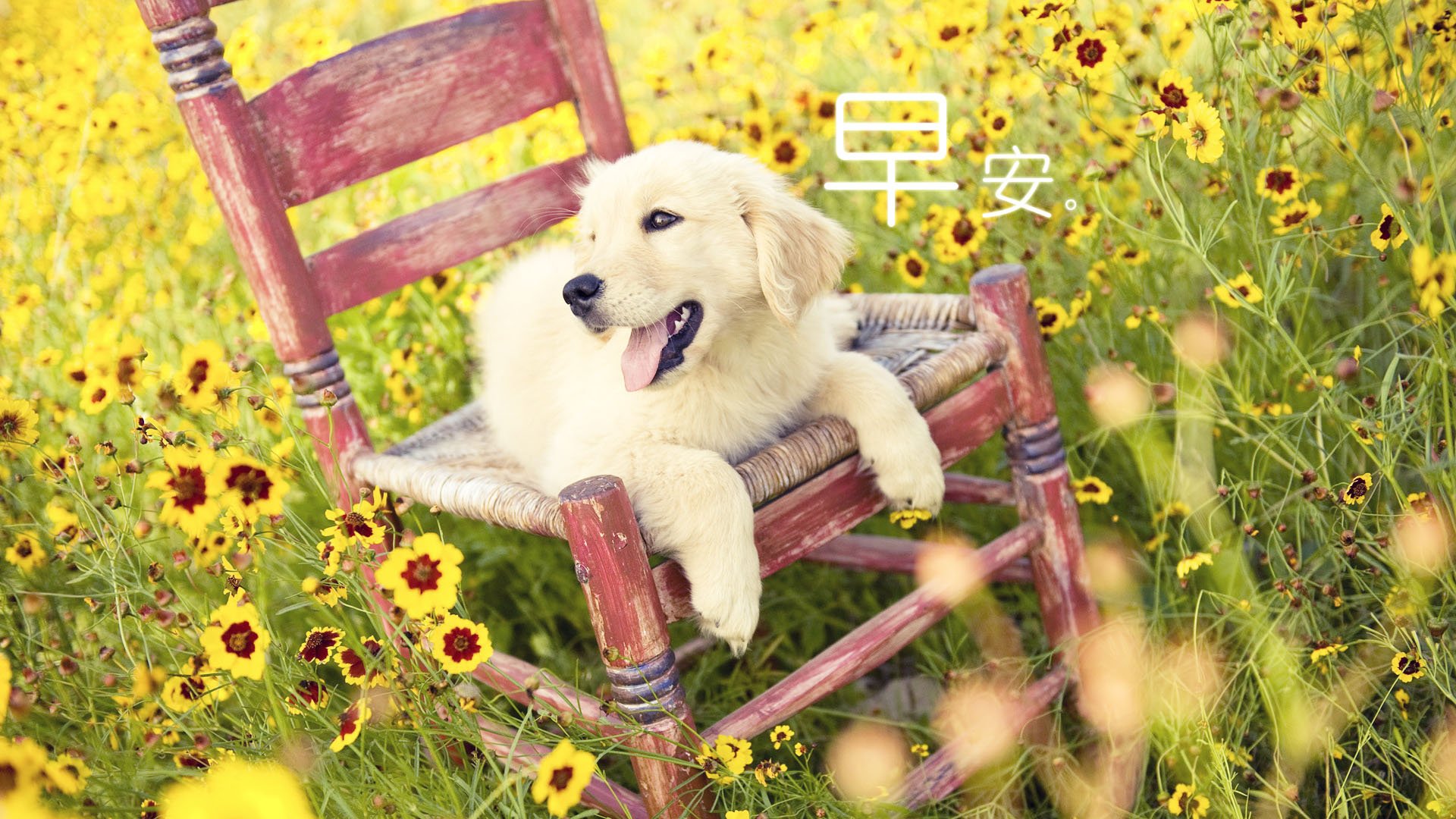 小清新 唯美 早安 温暖 温馨 幸福 狗狗 汪星人