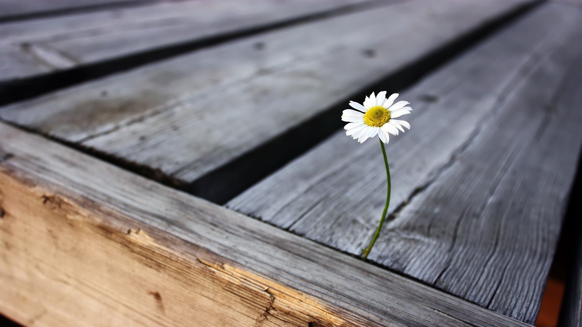 小清新 唯美 干枯 生命 坚强 顽强