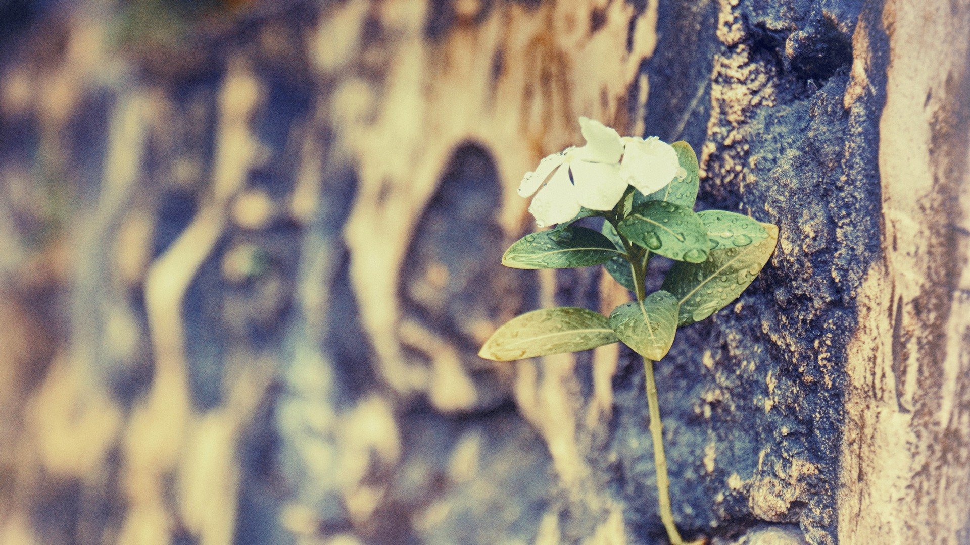 小清新 唯美 干枯 生命 坚强 顽强