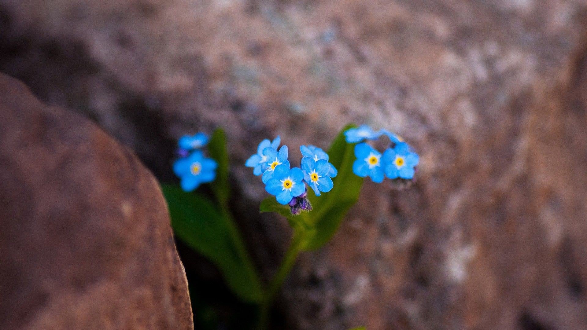 小清新 唯美 干枯 生命 坚强 顽强