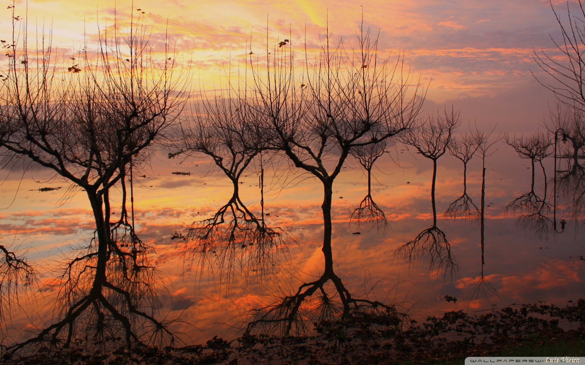 小清新 唯美 干枯 生命 坚强 顽强
