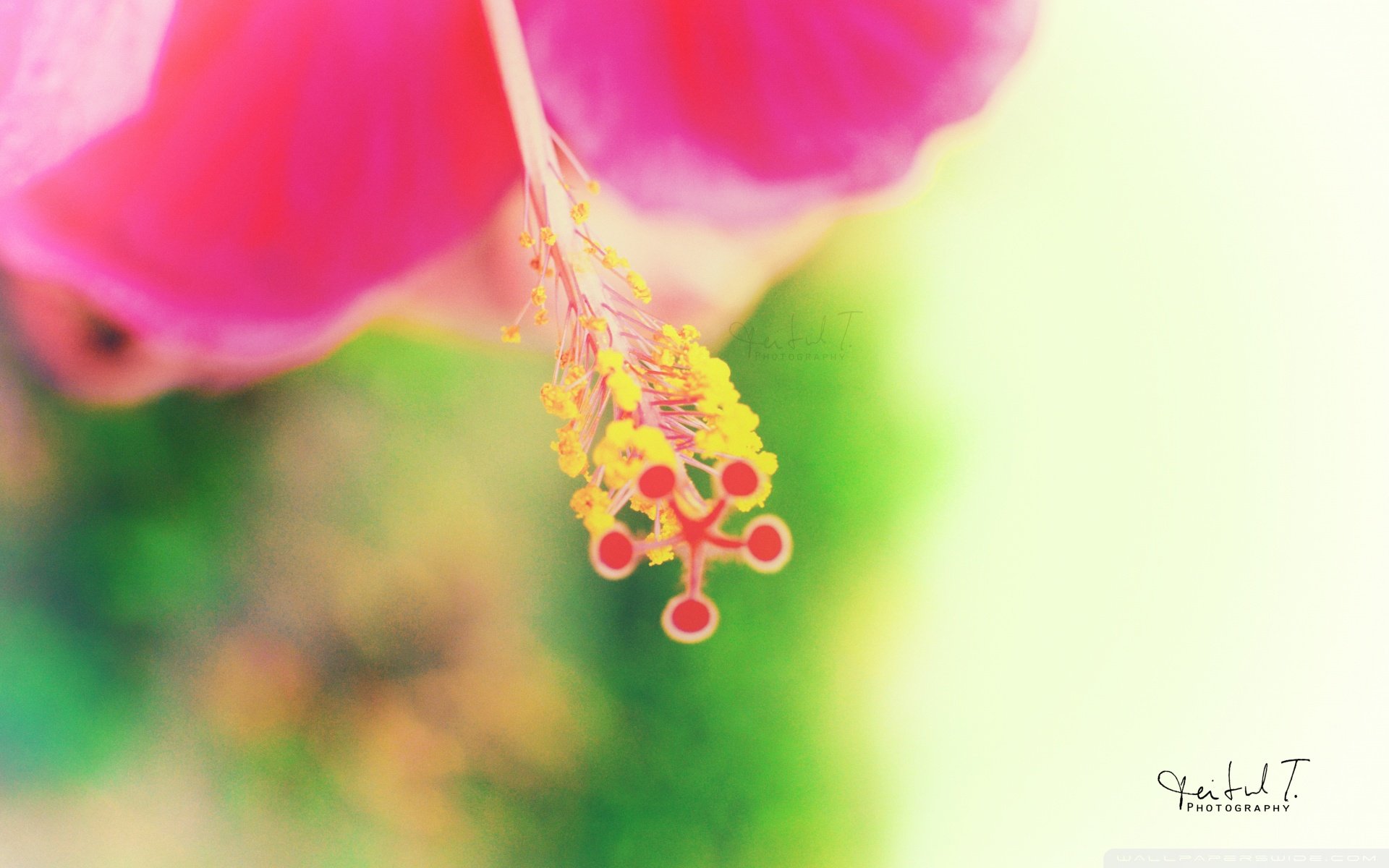 小清新 唯美 花  娇艳欲滴