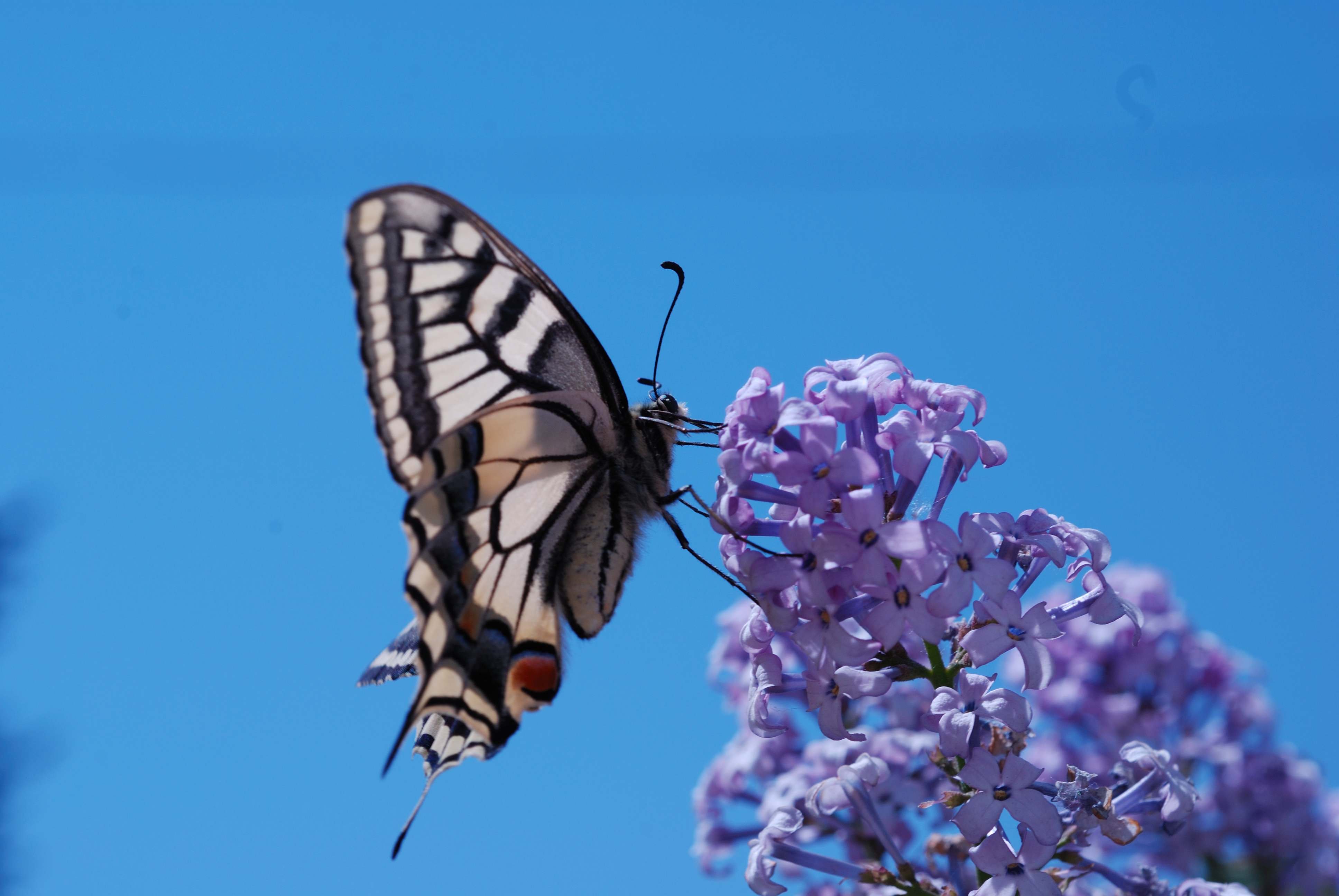 小清新 唯美 蝴蝶 飞舞 春天 动物