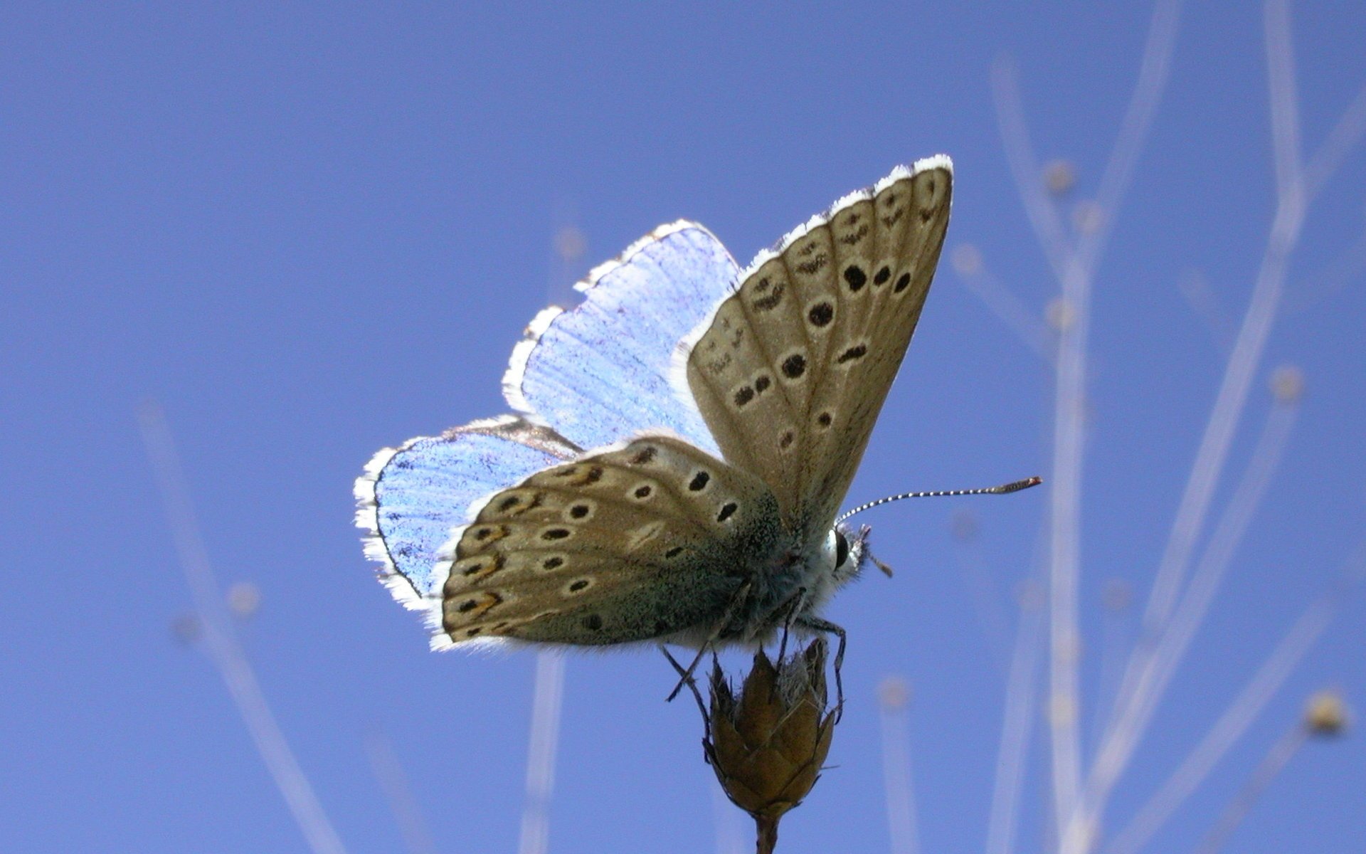 小清新 唯美 蝴蝶 飞舞 春天 动物