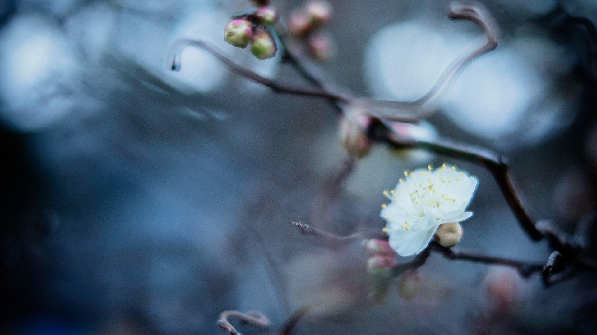 小清新 唯美 静物写真 温馨 物语 回忆 花