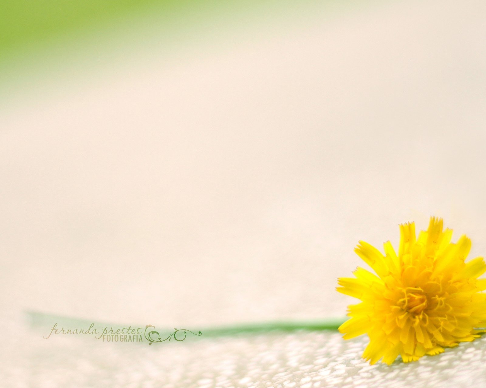 小清新 唯美 静物写真 温馨 物语 回忆 弹奏 美女 大提琴 其它