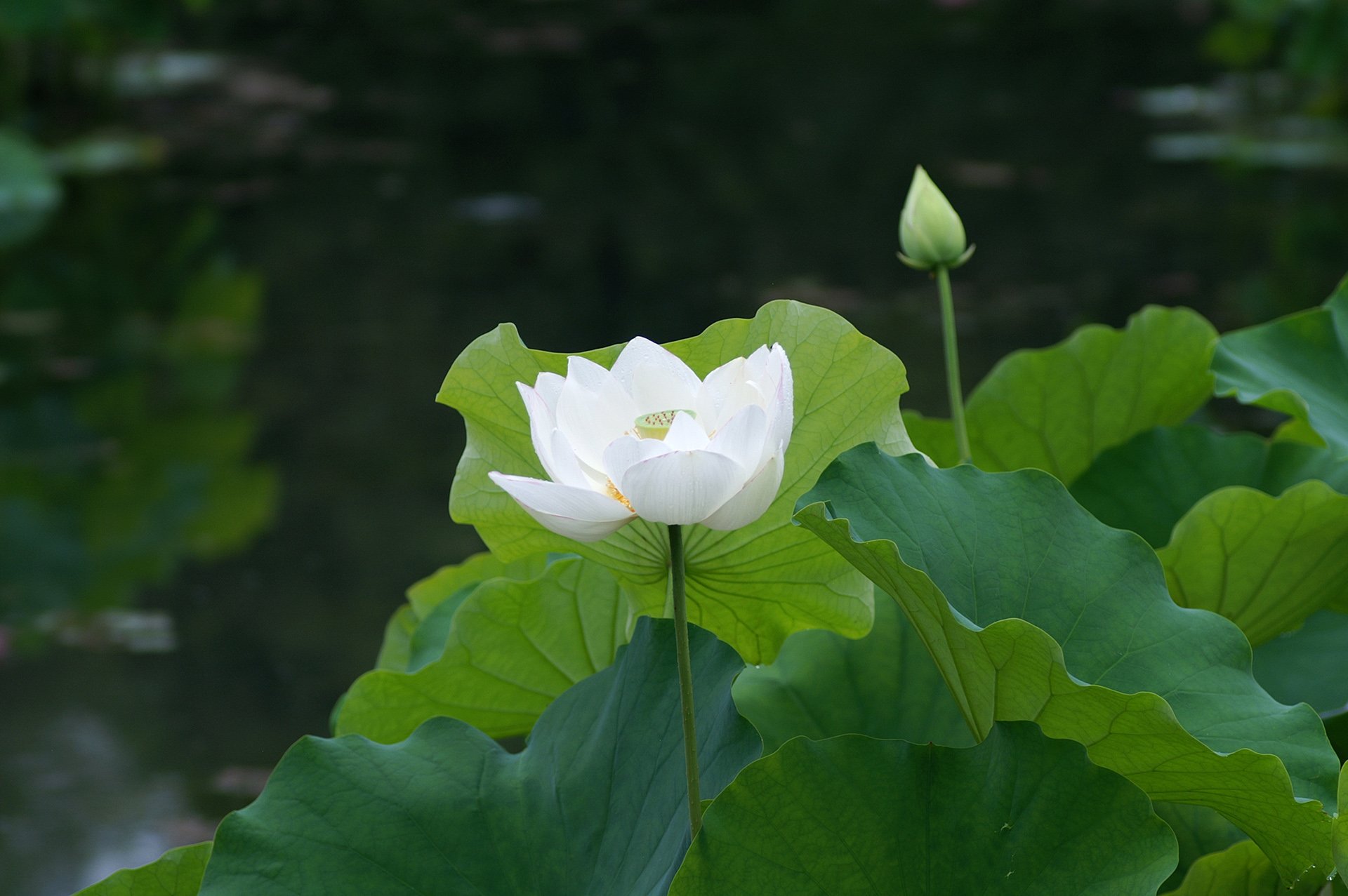 风景 自然风光 荷花 莲花