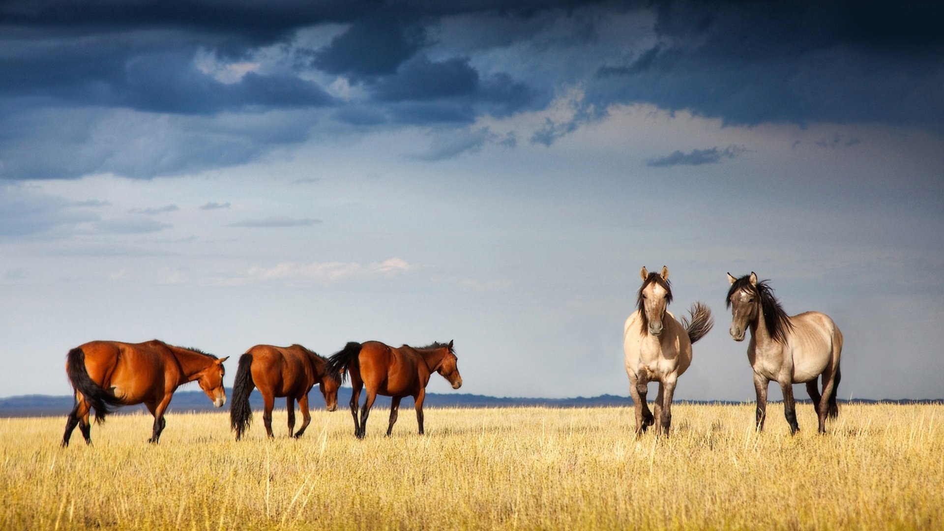 动物 野生动物 马 野马 草原