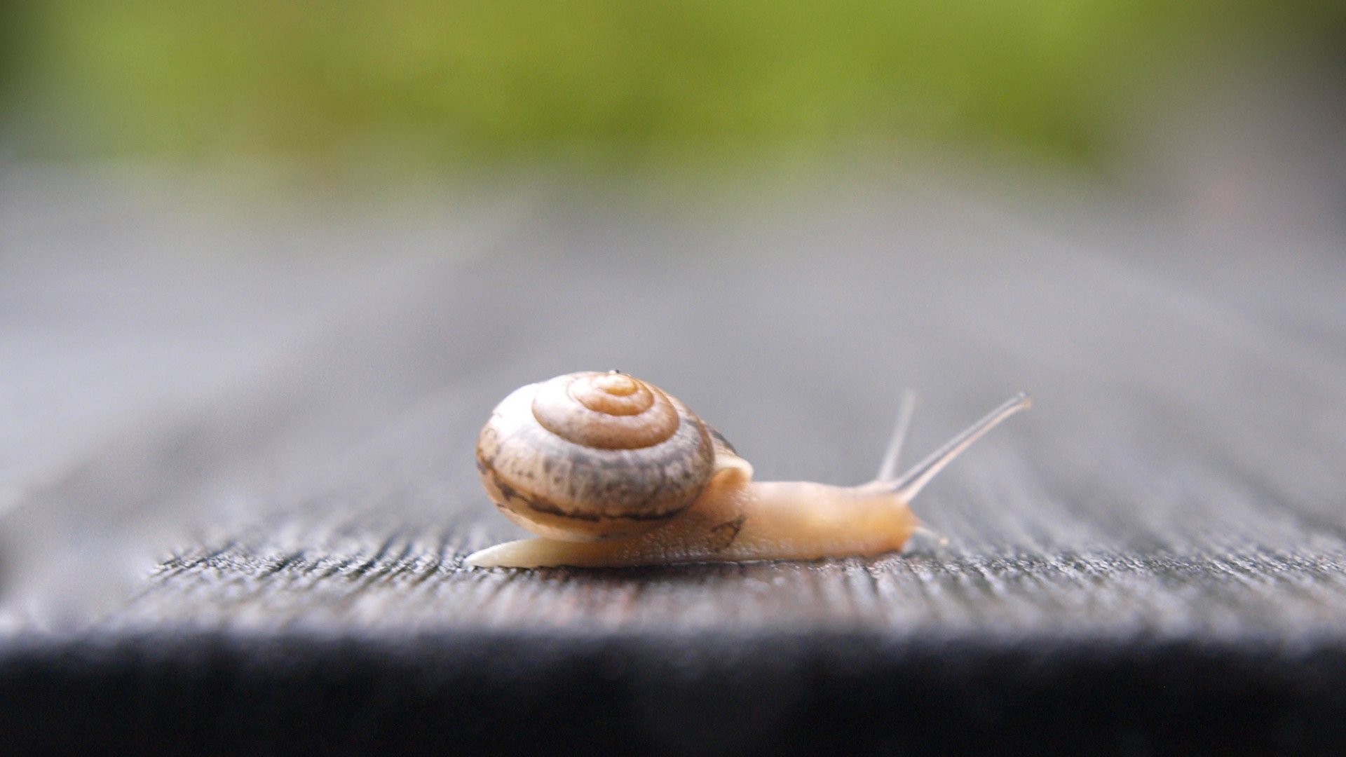 动物 野生动物 蜗牛