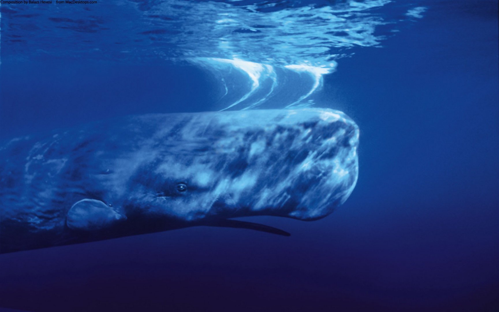 动物 海底世界 海洋生物