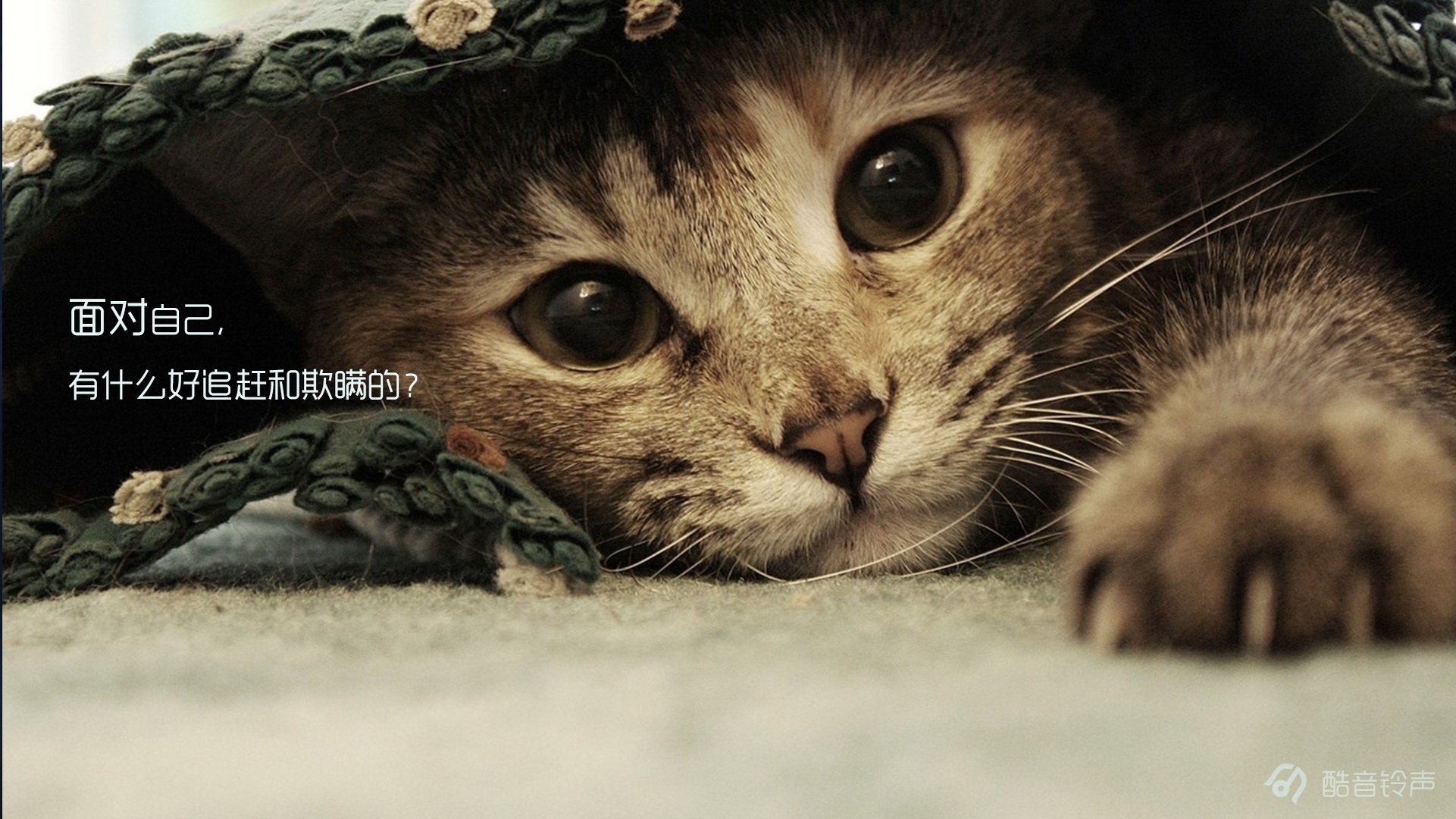 喵星人 萌宠 宠物 猫