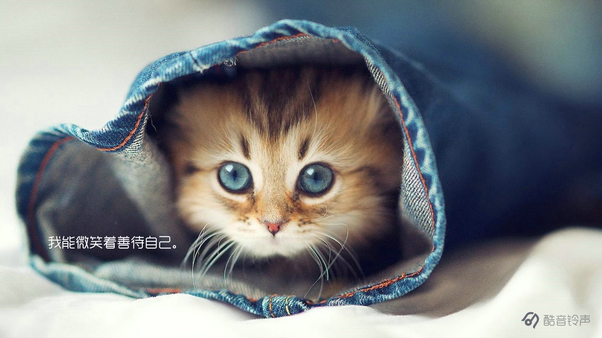 喵星人 萌宠 宠物 猫