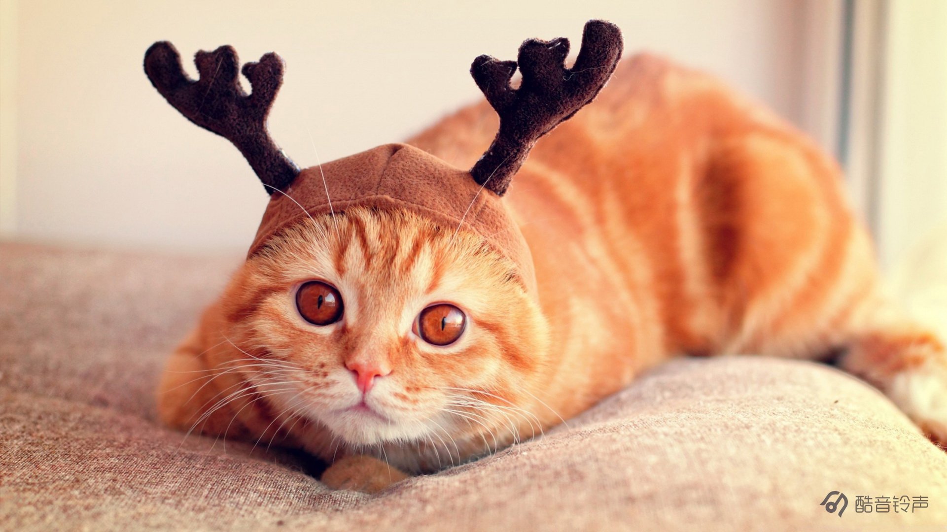 喵星人 萌宠 宠物 猫