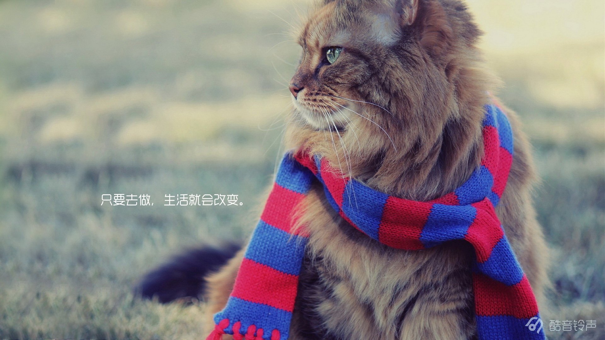 喵星人 萌宠 宠物 猫